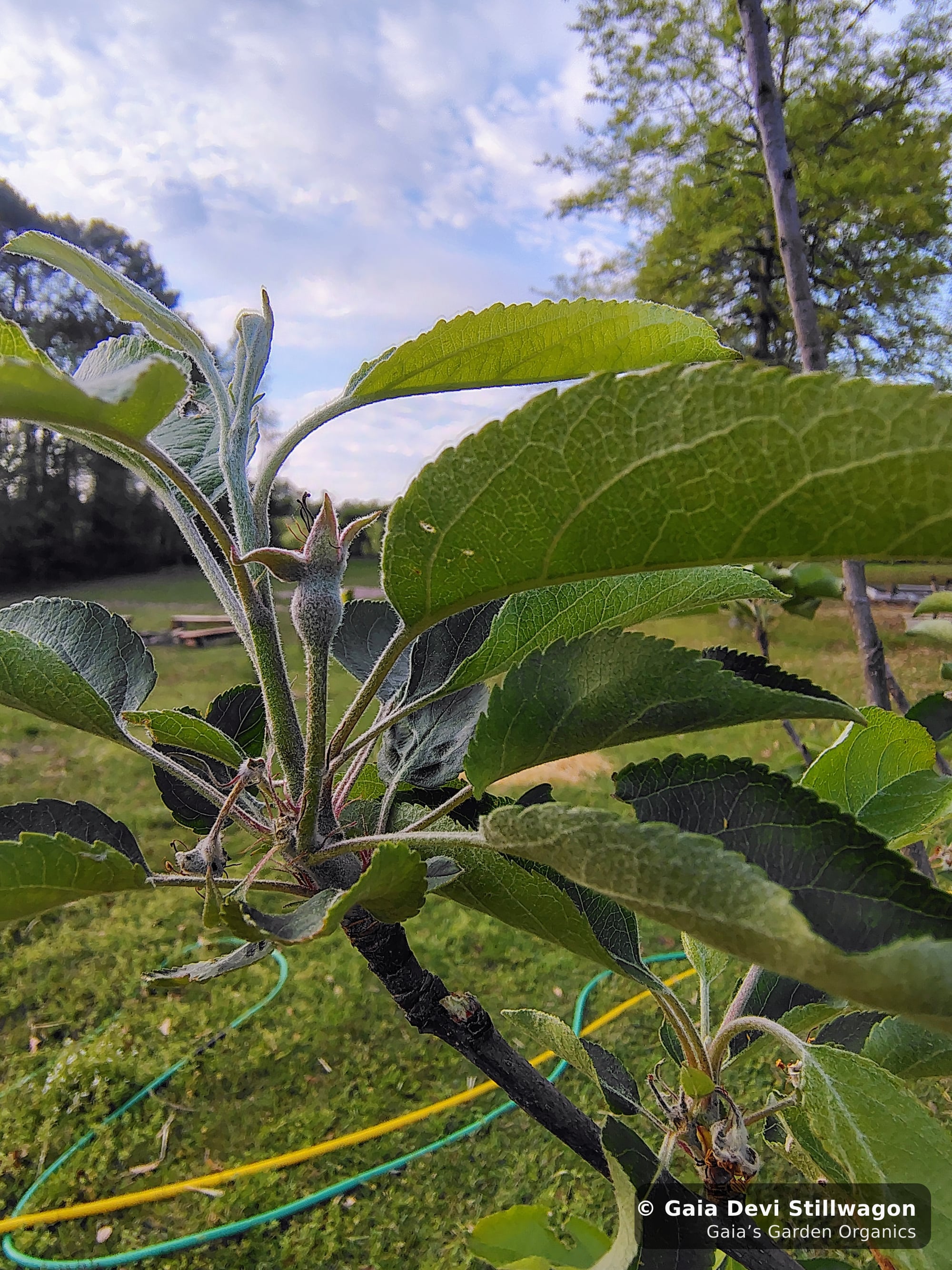 The medicinal herb garden at Gaia's Garden Organics, Umpire, Arkansas · Gaia Devi, clinical herbalist