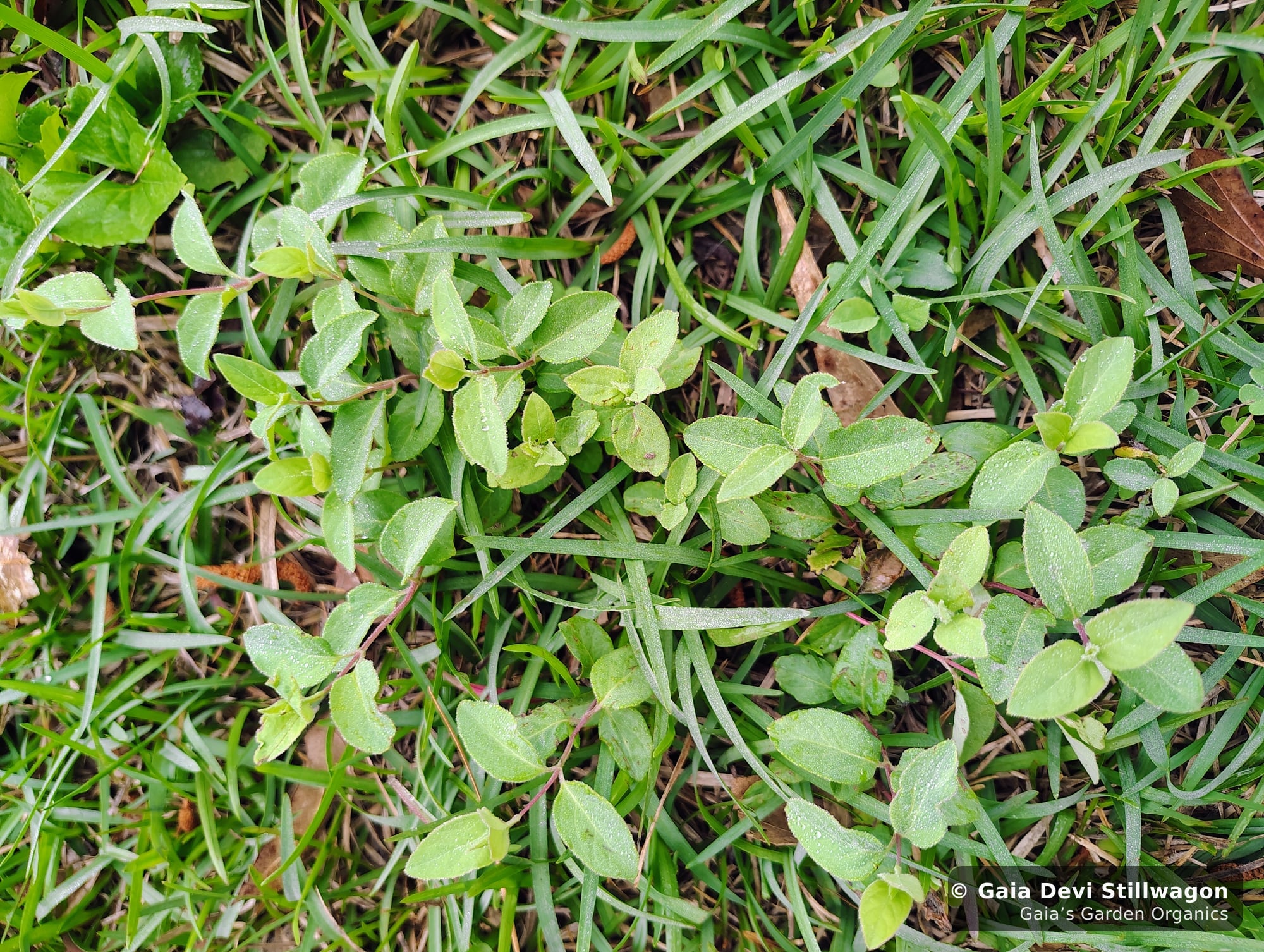 The medicinal herb garden at Gaia's Garden Organics, Umpire, Arkansas · Gaia Devi, clinical herbalist