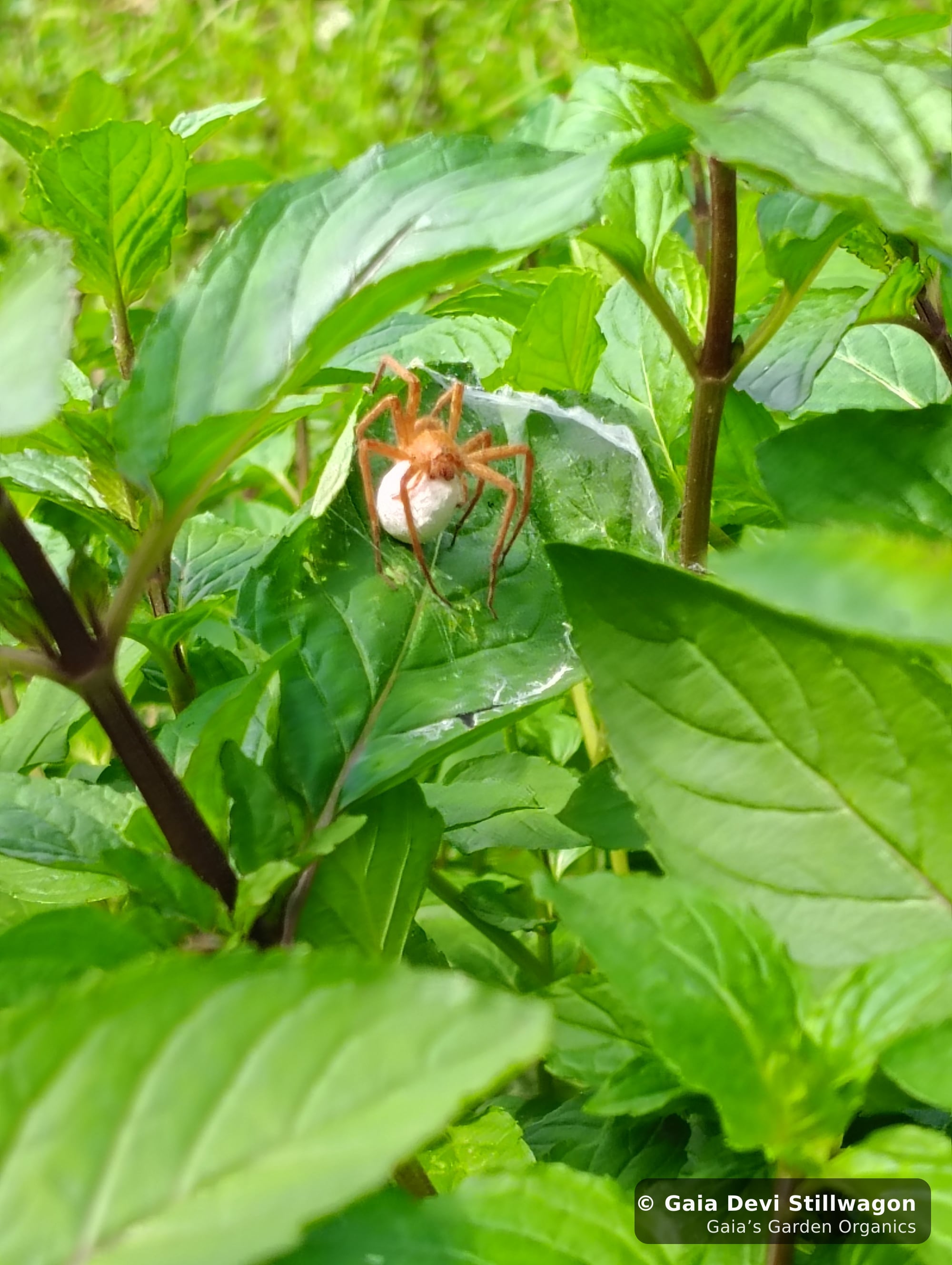 The medicinal herb garden at Gaia's Garden Organics, Umpire, Arkansas · Gaia Devi, clinical herbalist