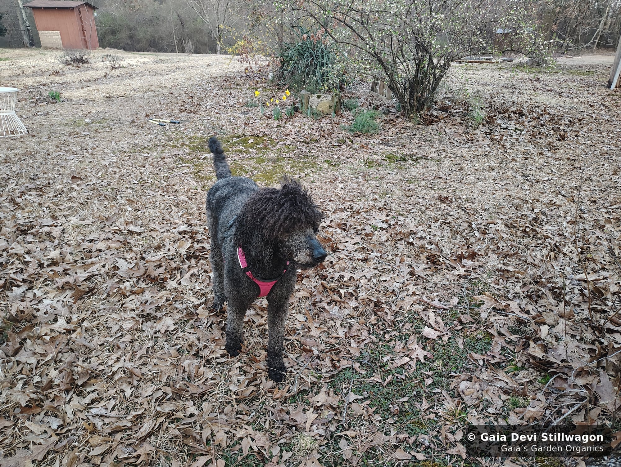 The medicinal herb garden at Gaia's Garden Organics, Umpire, Arkansas · Gaia Devi, clinical herbalist