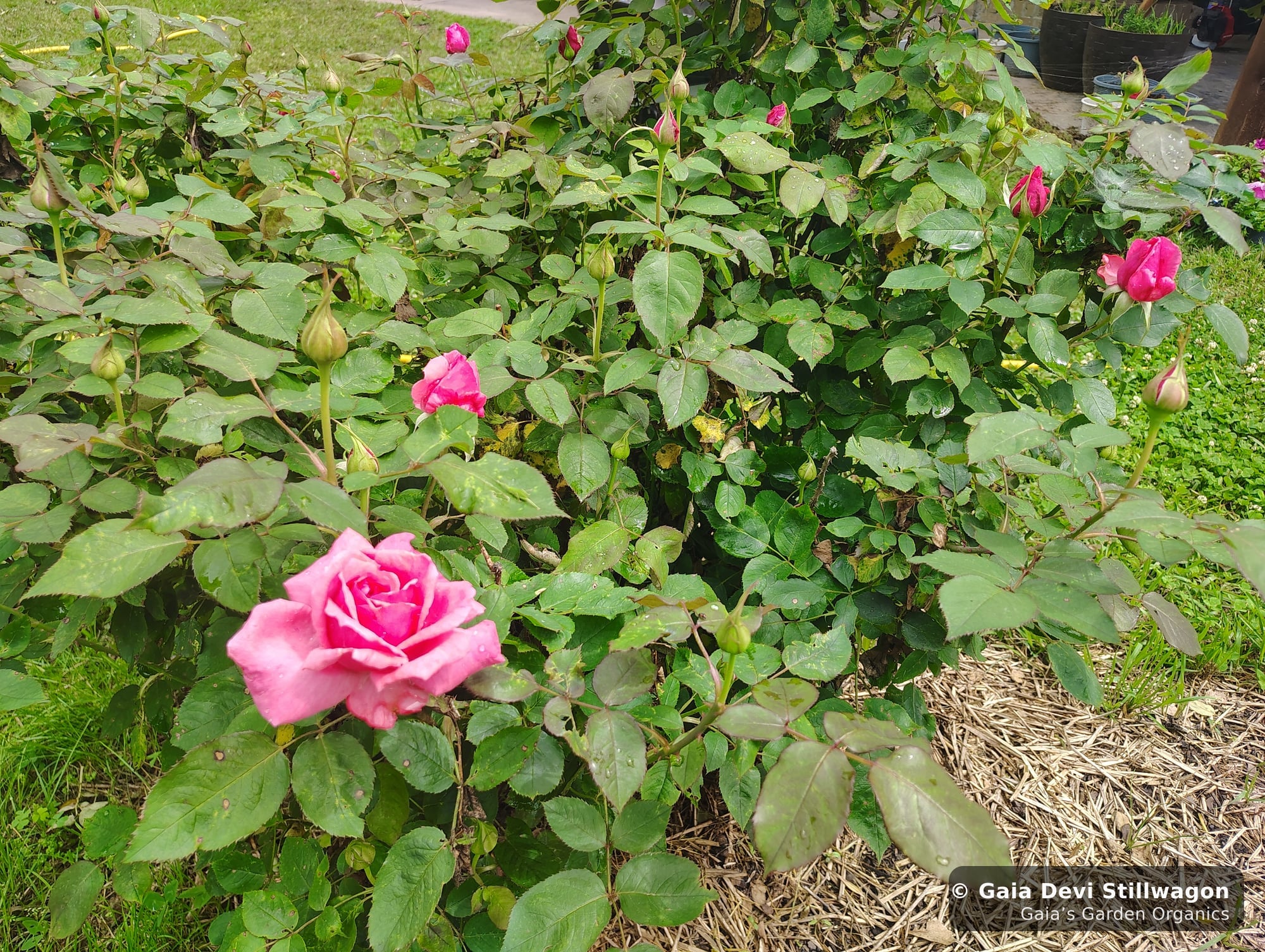 The medicinal herb garden at Gaia's Garden Organics, Umpire, Arkansas · Gaia Devi, clinical herbalist