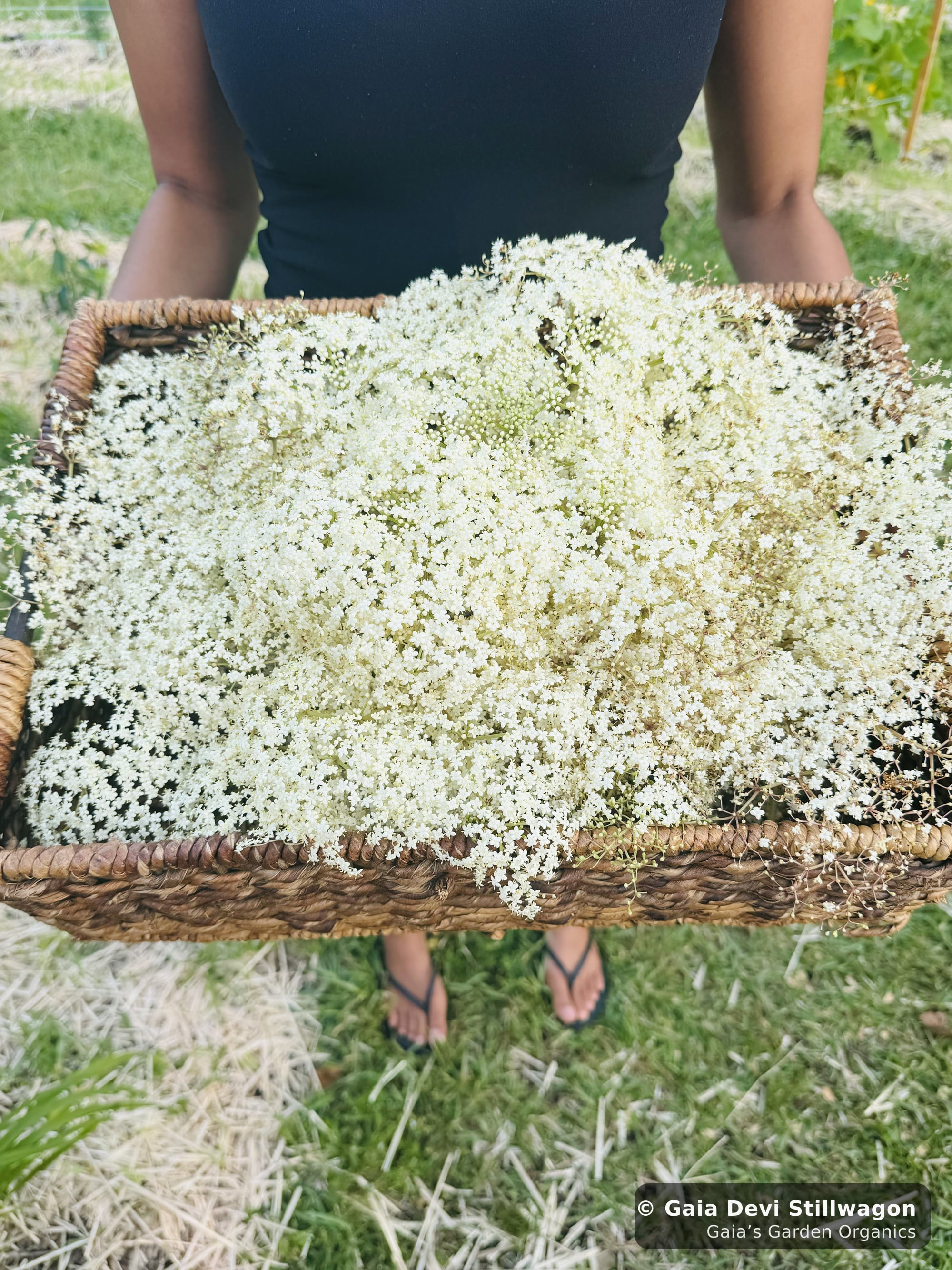 Gaia Devi holding a wicker basket overflowing with white elderflower clusters harvested at Gaia's Garden in Umpire, Arkansas