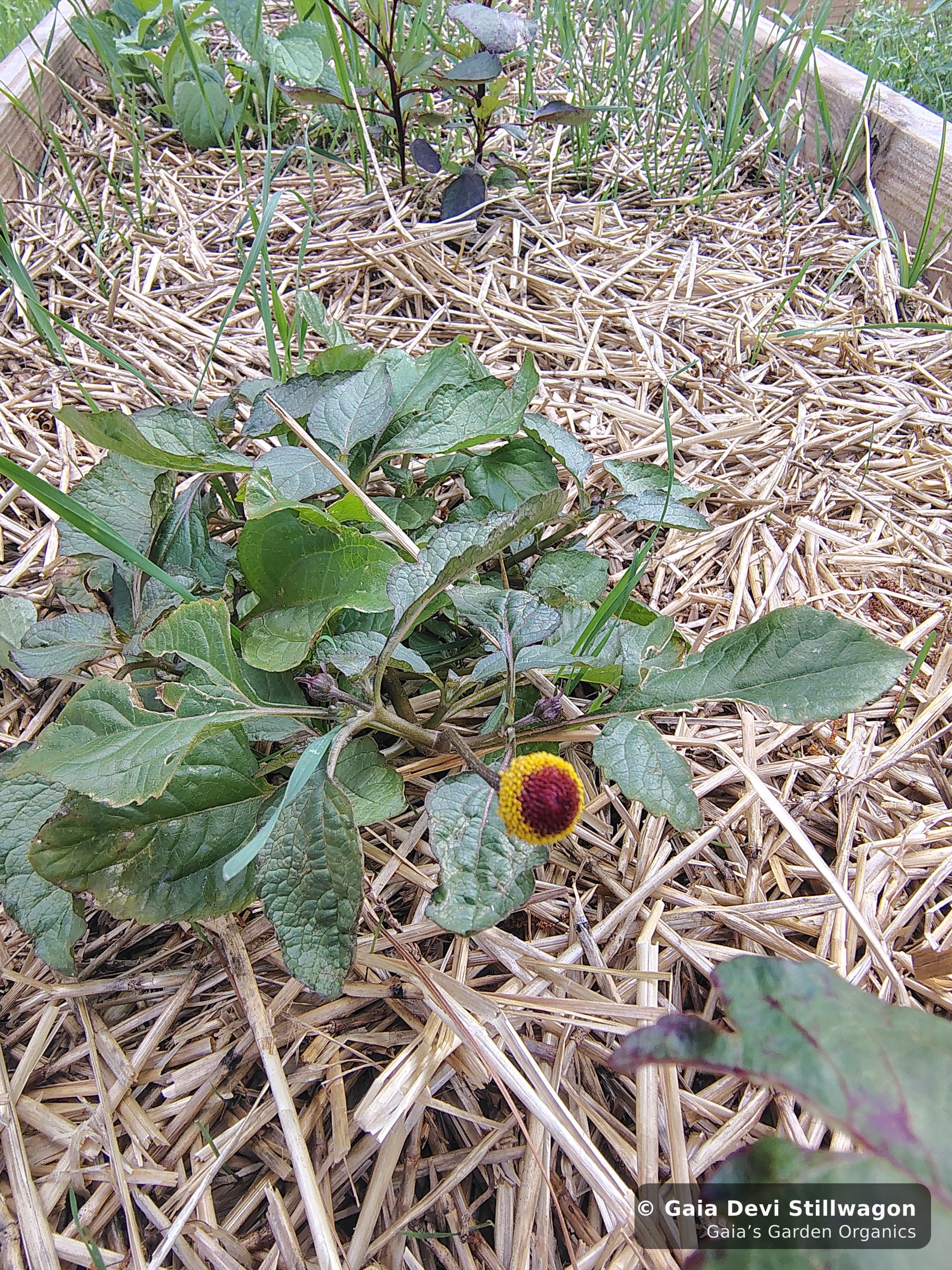 The medicinal herb garden at Gaia's Garden Organics — Umpire, Arkansas · Gaia Devi, clinical herbalist
