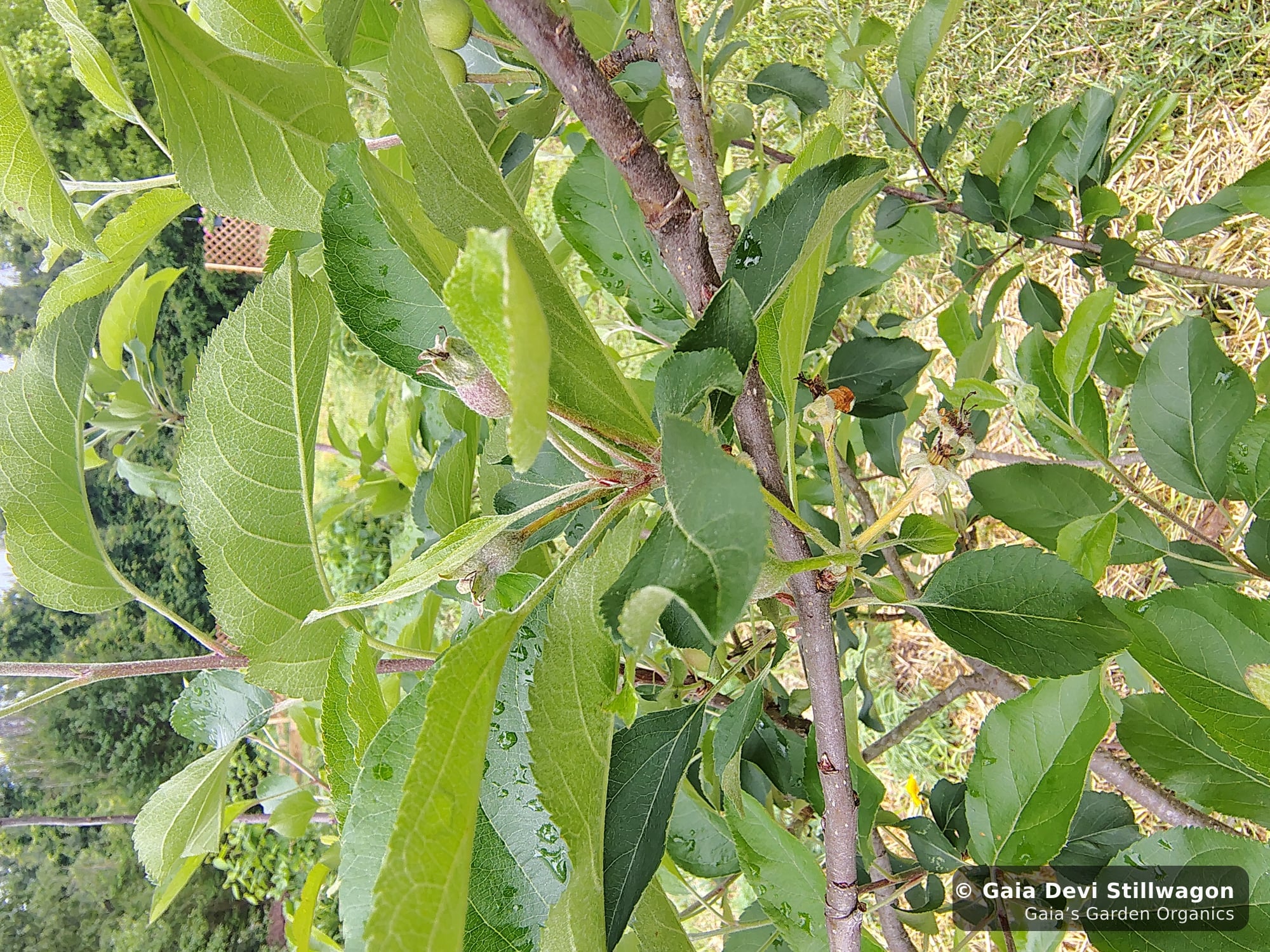 The medicinal herb garden at Gaia's Garden Organics — Umpire, Arkansas · Gaia Devi, clinical herbalist