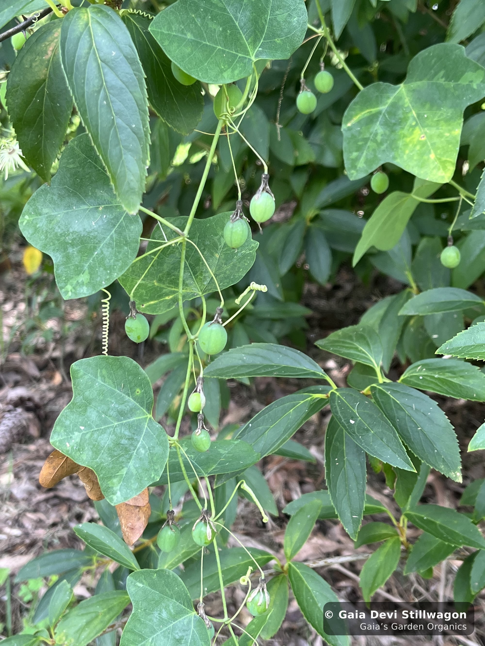 The medicinal herb garden at Gaia's Garden Organics, Umpire, Arkansas · Gaia Devi, clinical herbalist