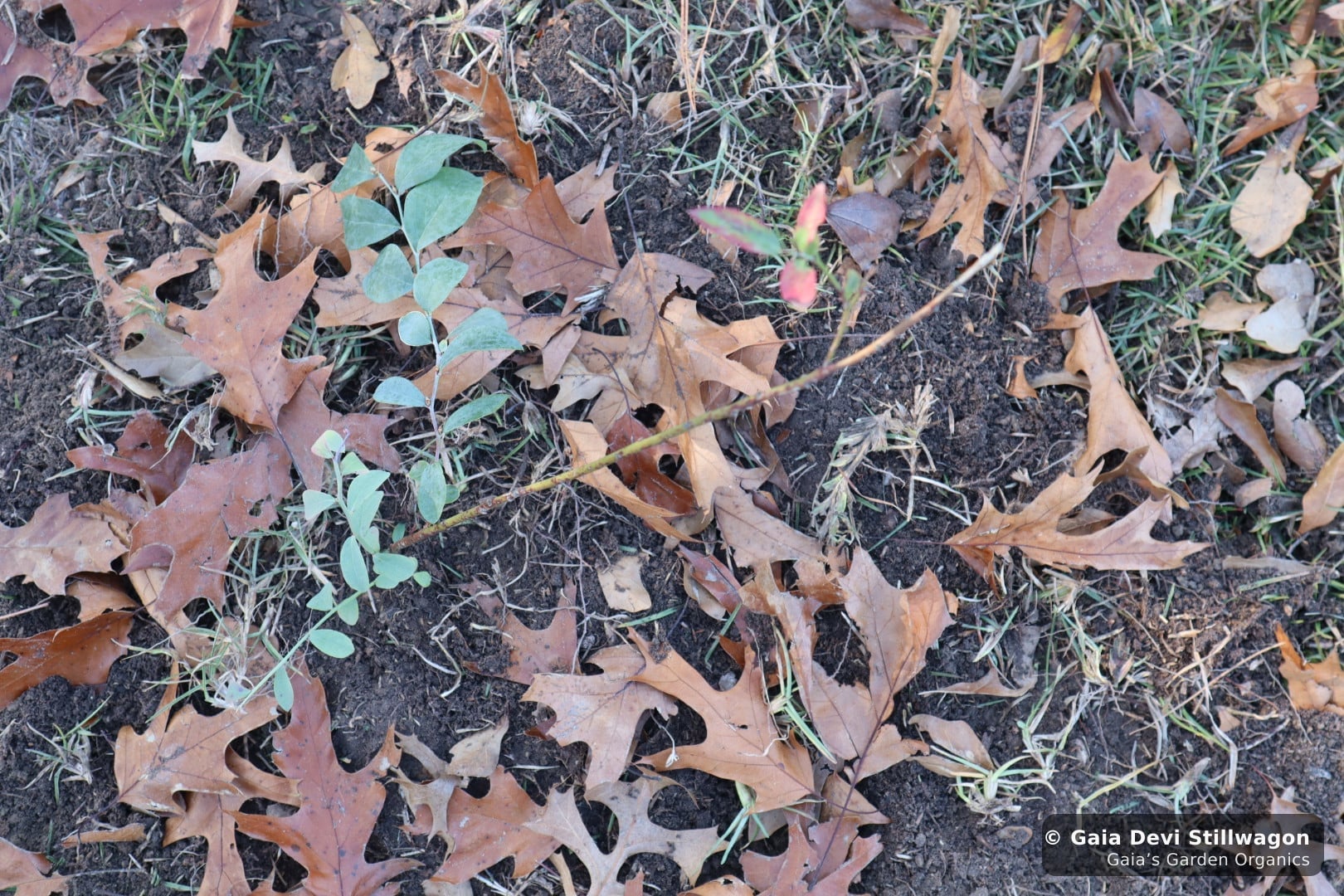 The medicinal herb garden at Gaia's Garden Organics, Umpire, Arkansas · Gaia Devi, clinical herbalist