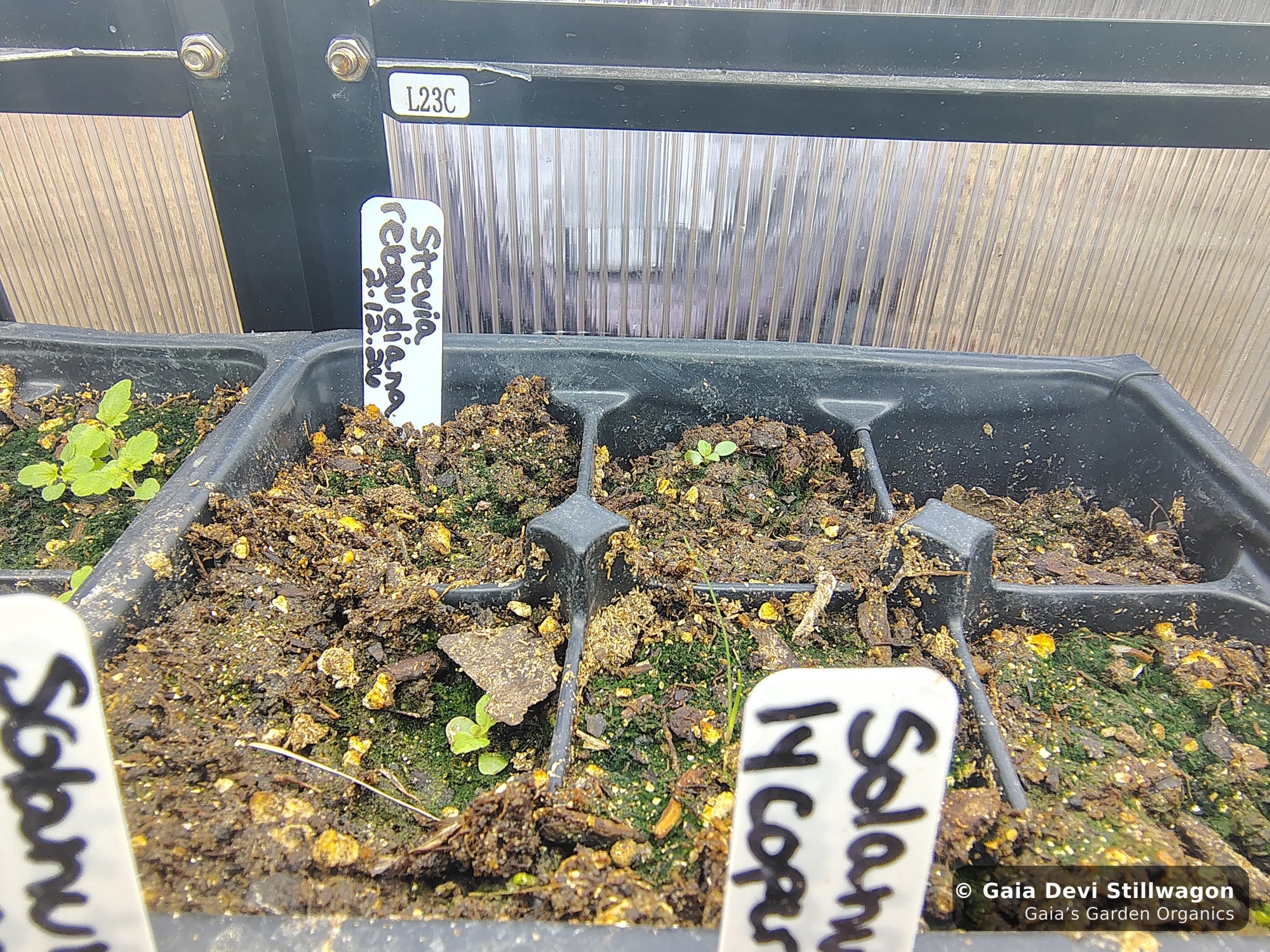 The medicinal herb garden at Gaia's Garden Organics, Umpire, Arkansas · Gaia Devi, clinical herbalist