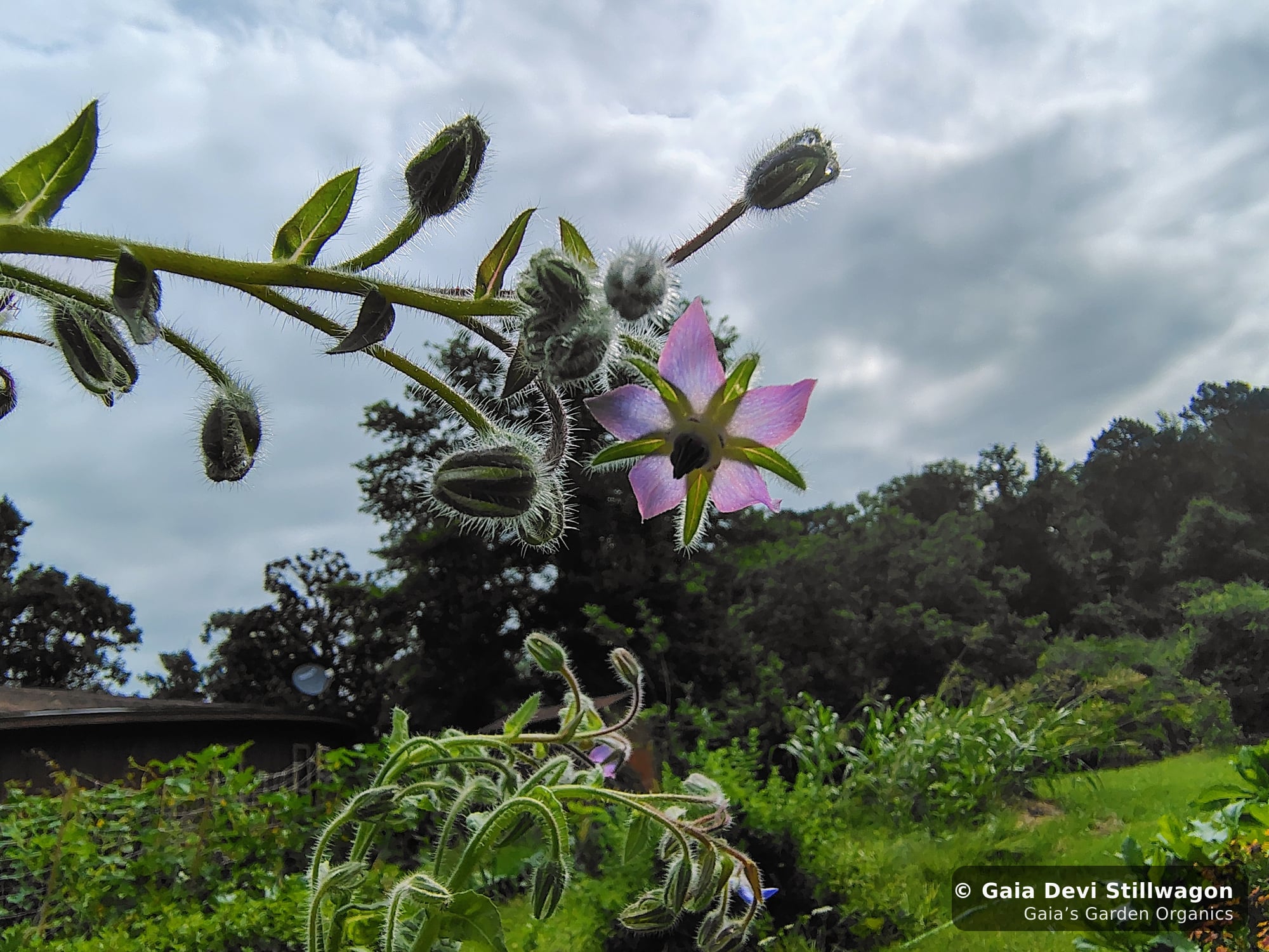 The medicinal herb garden at Gaia's Garden Organics, Umpire, Arkansas · Gaia Devi, clinical herbalist