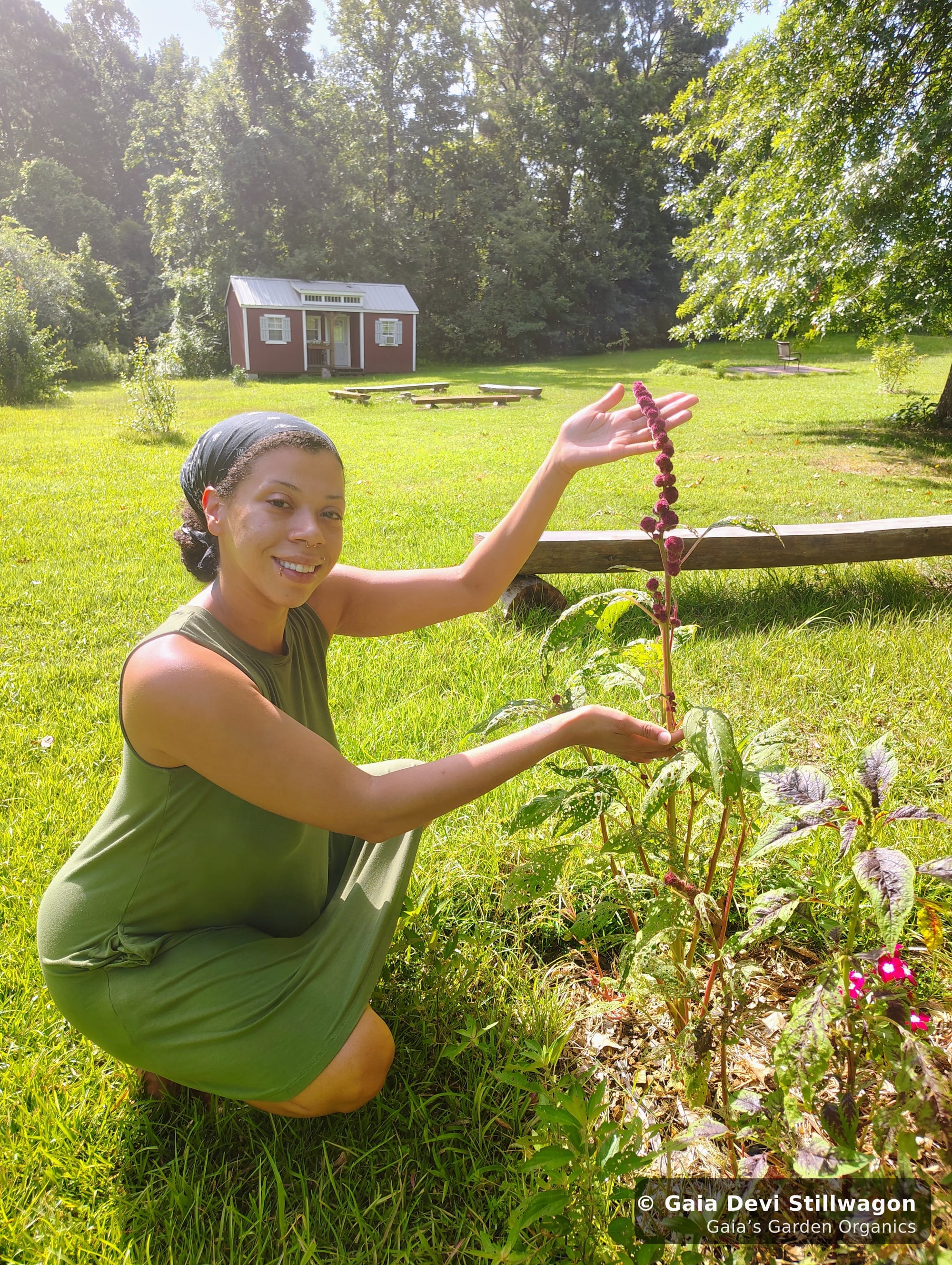 The medicinal herb garden at Gaia's Garden Organics, Umpire, Arkansas · Gaia Devi, clinical herbalist
