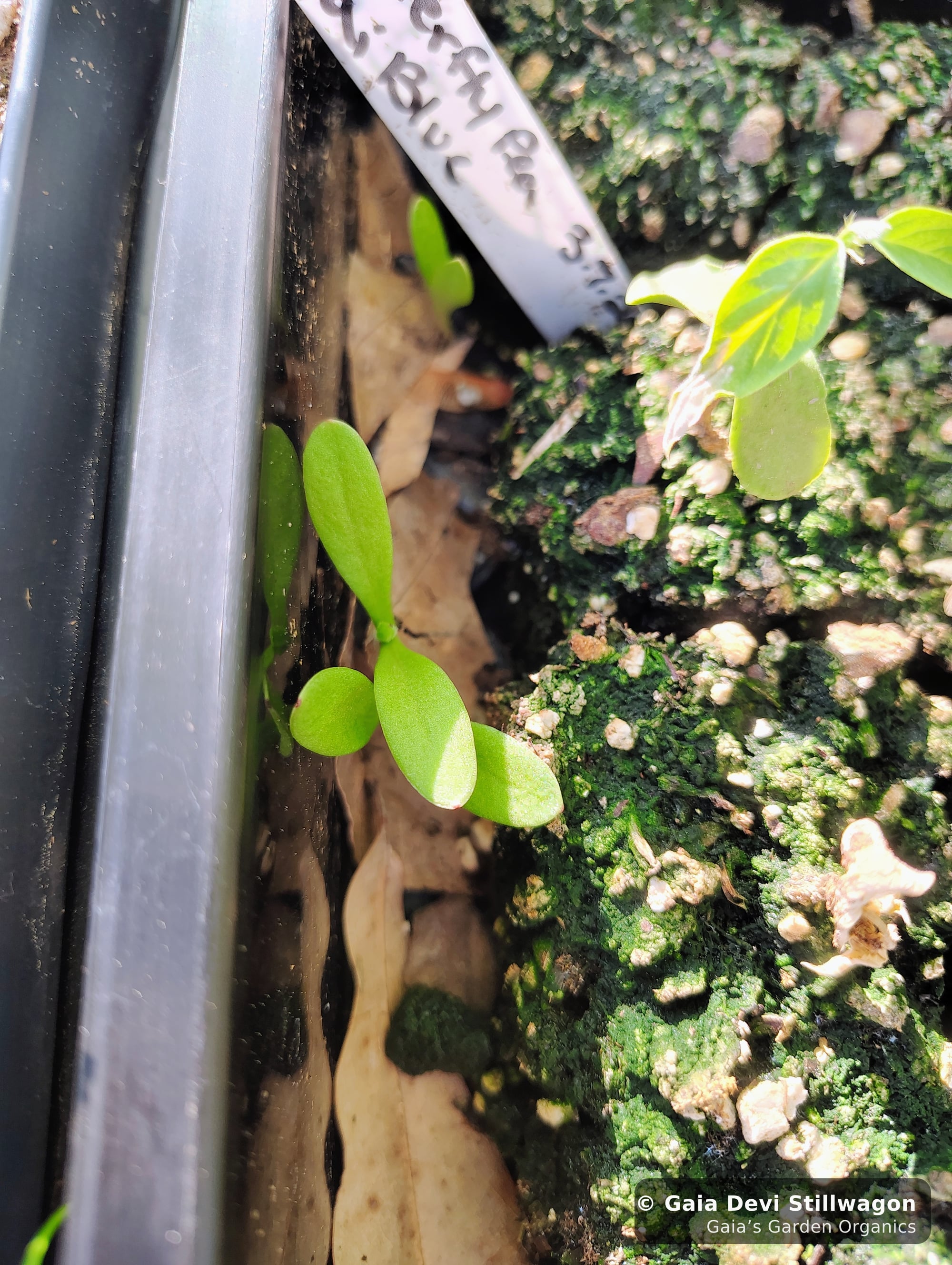 The medicinal herb garden at Gaia's Garden Organics, Umpire, Arkansas · Gaia Devi, clinical herbalist