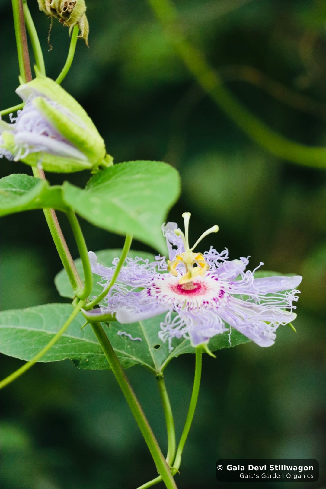 Two wild passionflower (Passiflora incarnata) flowers at Gaia's Garden in Umpire, Arkansas, the elaborate lavender corona in full afternoon light