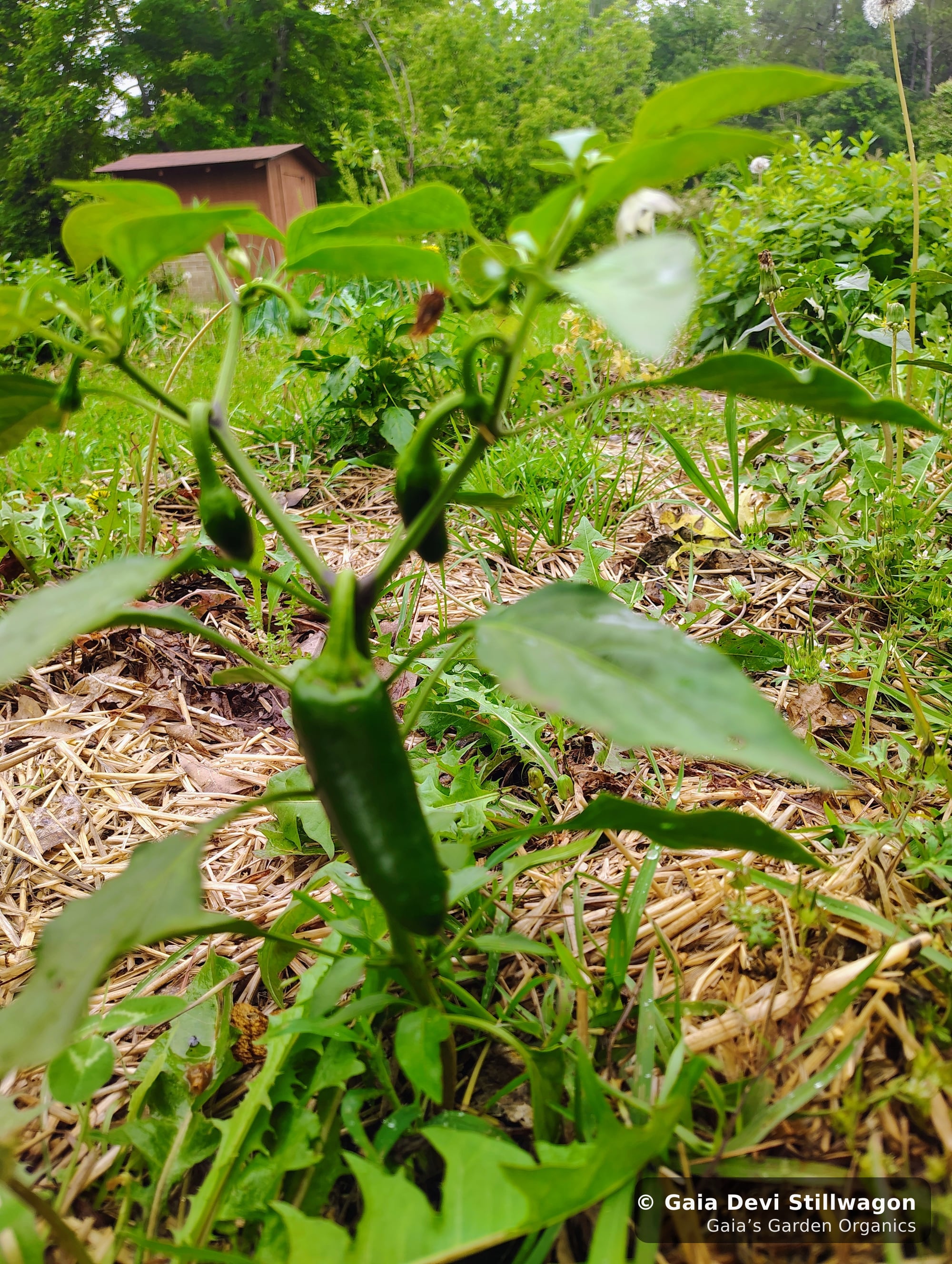 The medicinal herb garden at Gaia's Garden Organics, Umpire, Arkansas · Gaia Devi, clinical herbalist