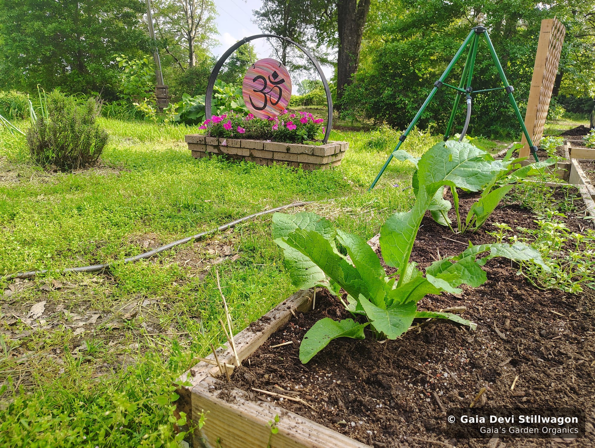 Morning dew on the medicine garden