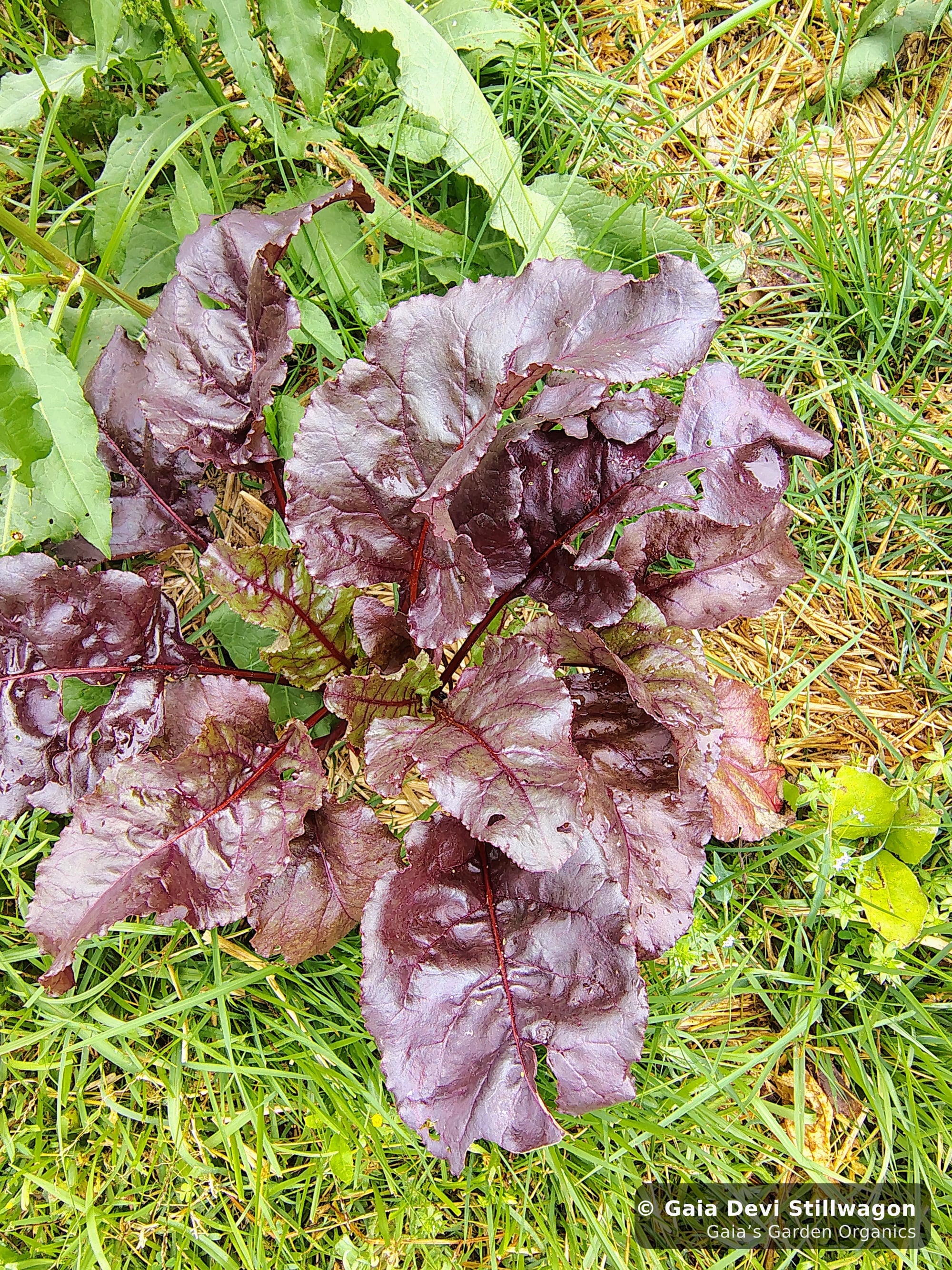 The medicinal herb garden at Gaia's Garden Organics, Umpire, Arkansas · Gaia Devi, clinical herbalist
