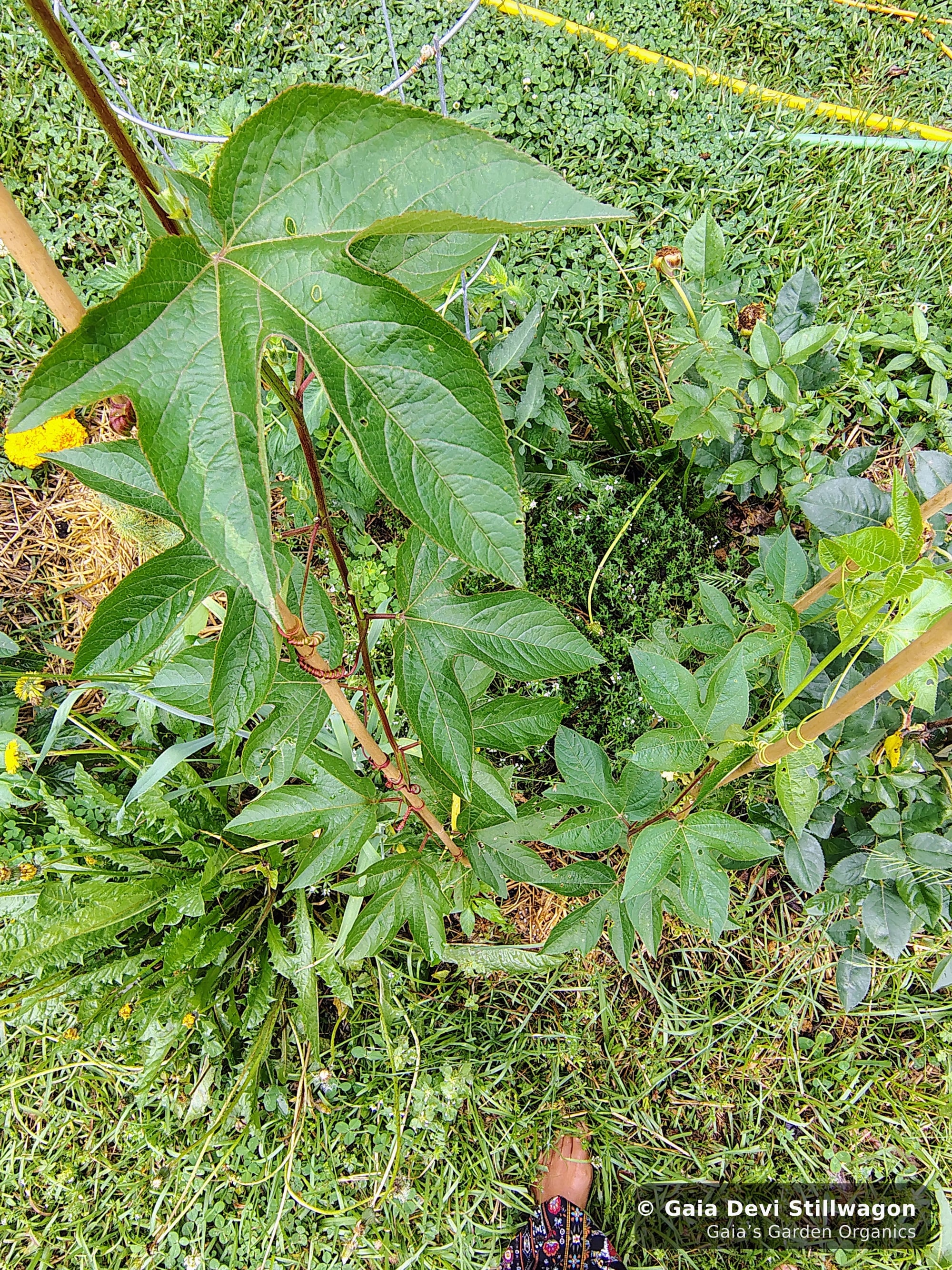 The medicinal herb garden at Gaia's Garden Organics, Umpire, Arkansas · Gaia Devi, clinical herbalist