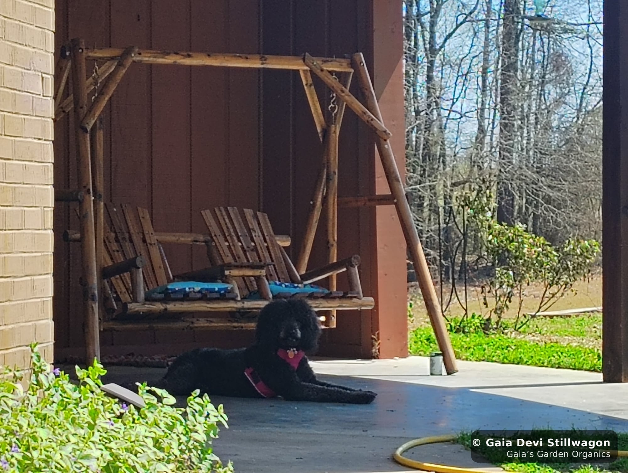 The medicinal herb garden at Gaia's Garden Organics, Umpire, Arkansas · Gaia Devi, clinical herbalist