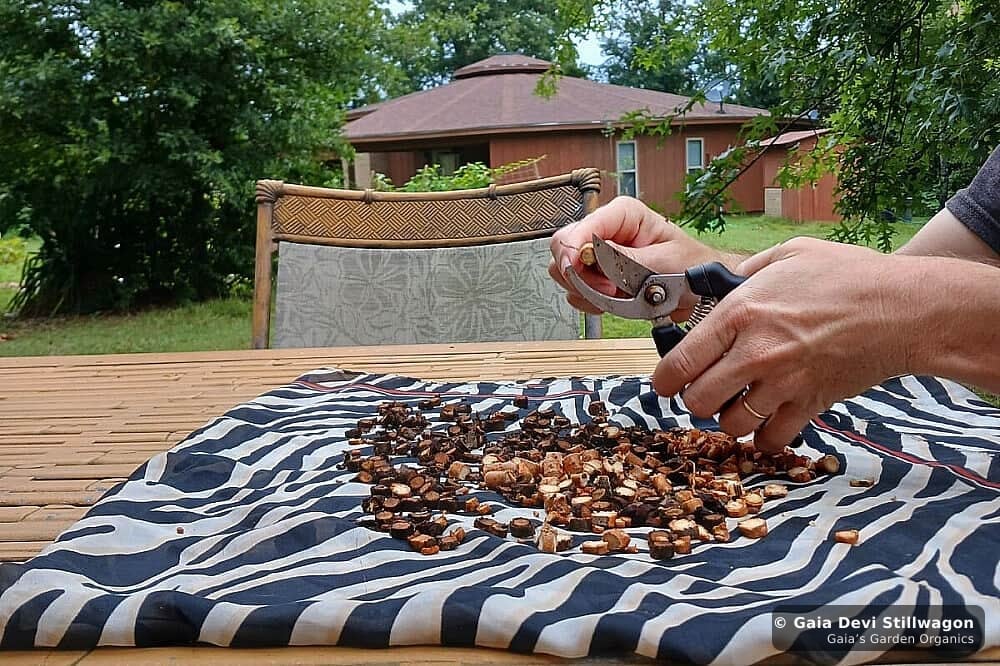 The medicinal herb garden at Gaia's Garden Organics, Umpire, Arkansas · Gaia Devi, clinical herbalist