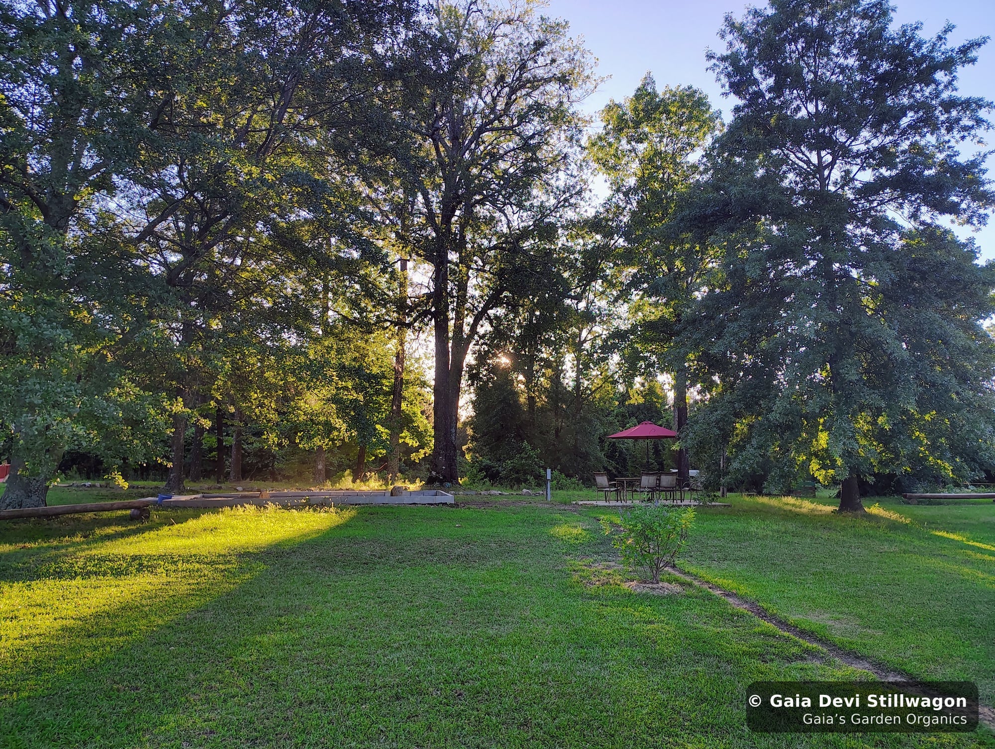 The medicinal herb garden at Gaia's Garden Organics, Umpire, Arkansas · Gaia Devi, clinical herbalist