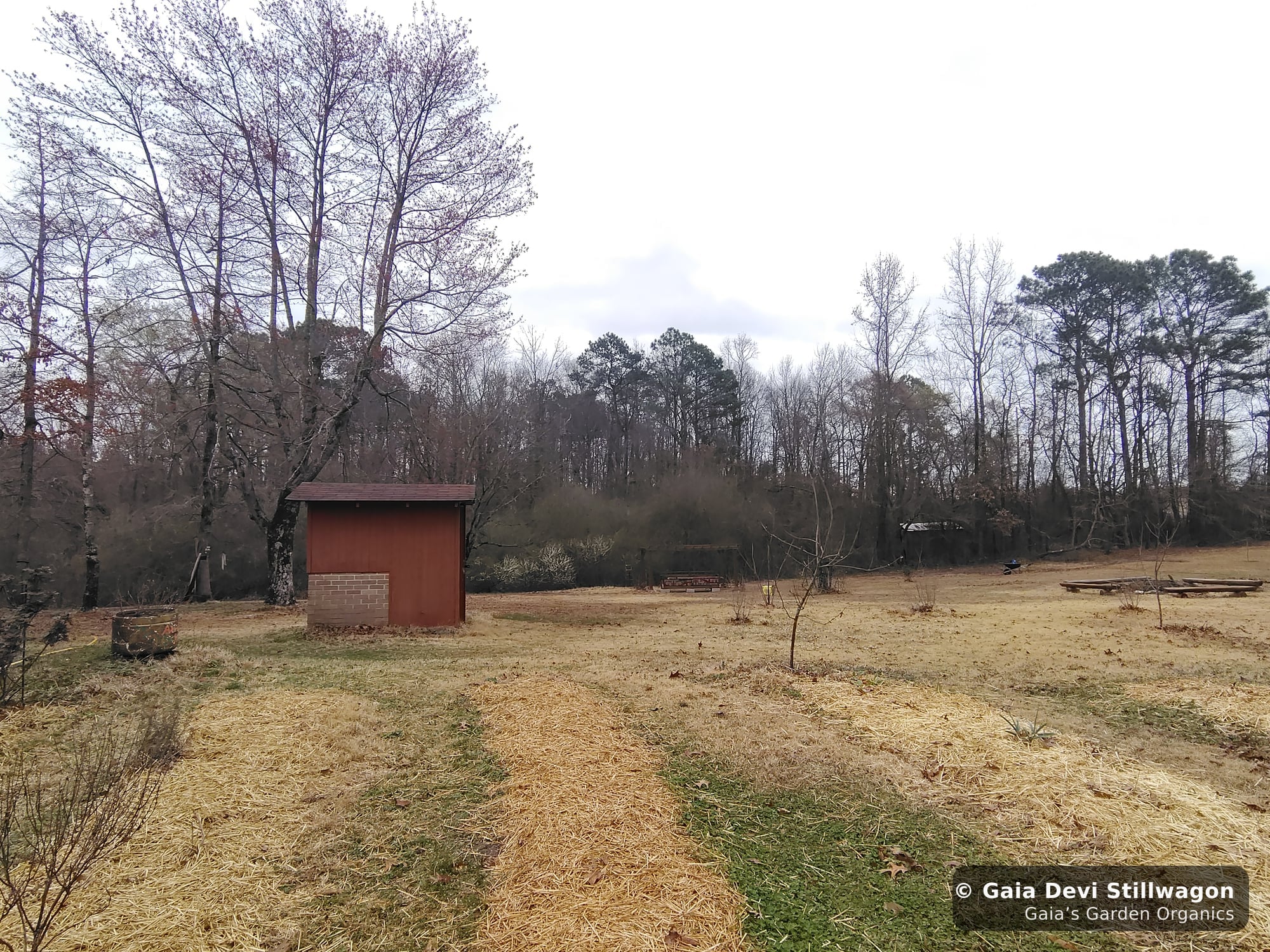 The medicinal herb garden at Gaia's Garden Organics, Umpire, Arkansas · Gaia Devi, clinical herbalist