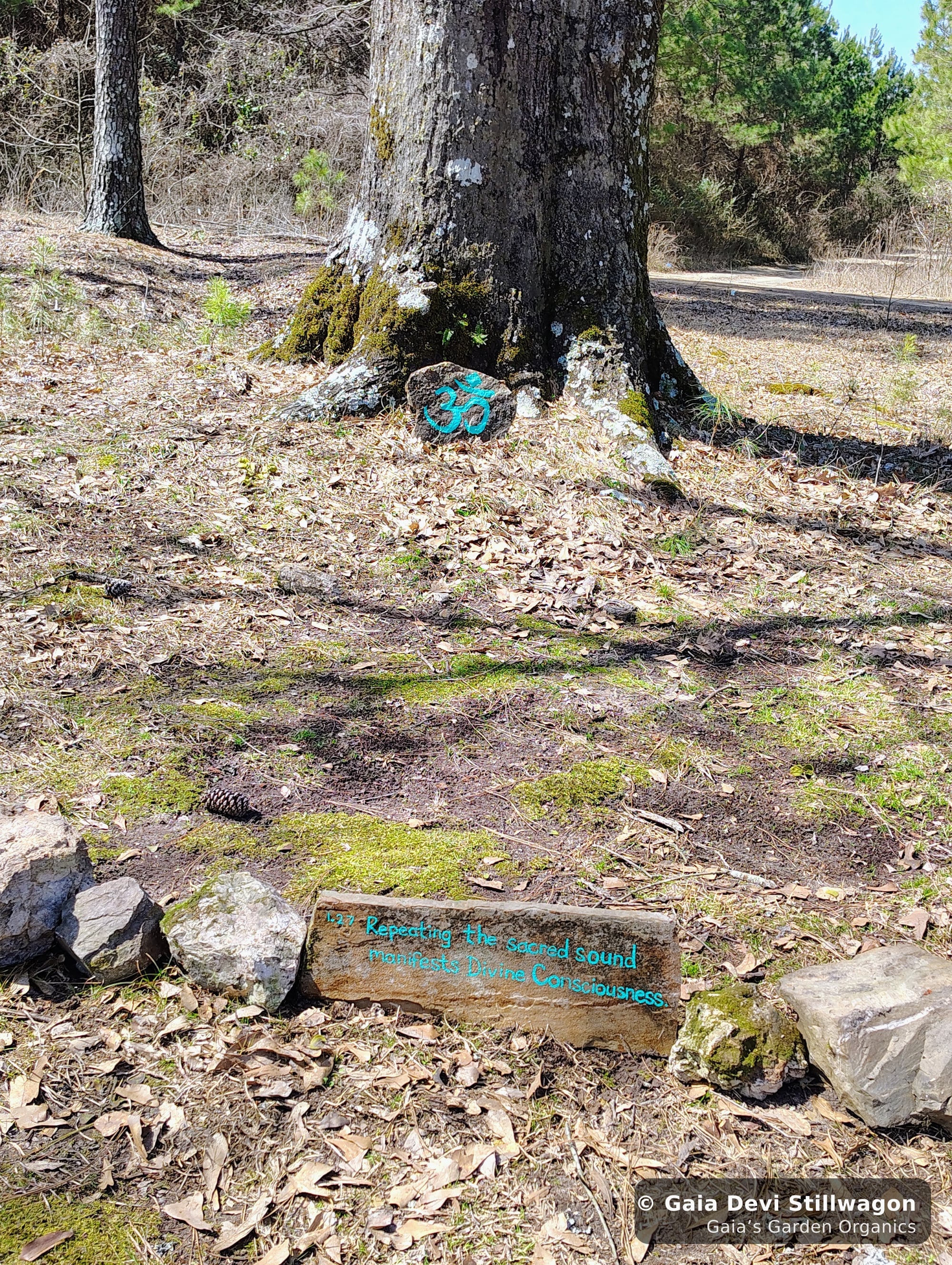 The medicinal herb garden at Gaia's Garden Organics, Umpire, Arkansas · Gaia Devi, clinical herbalist