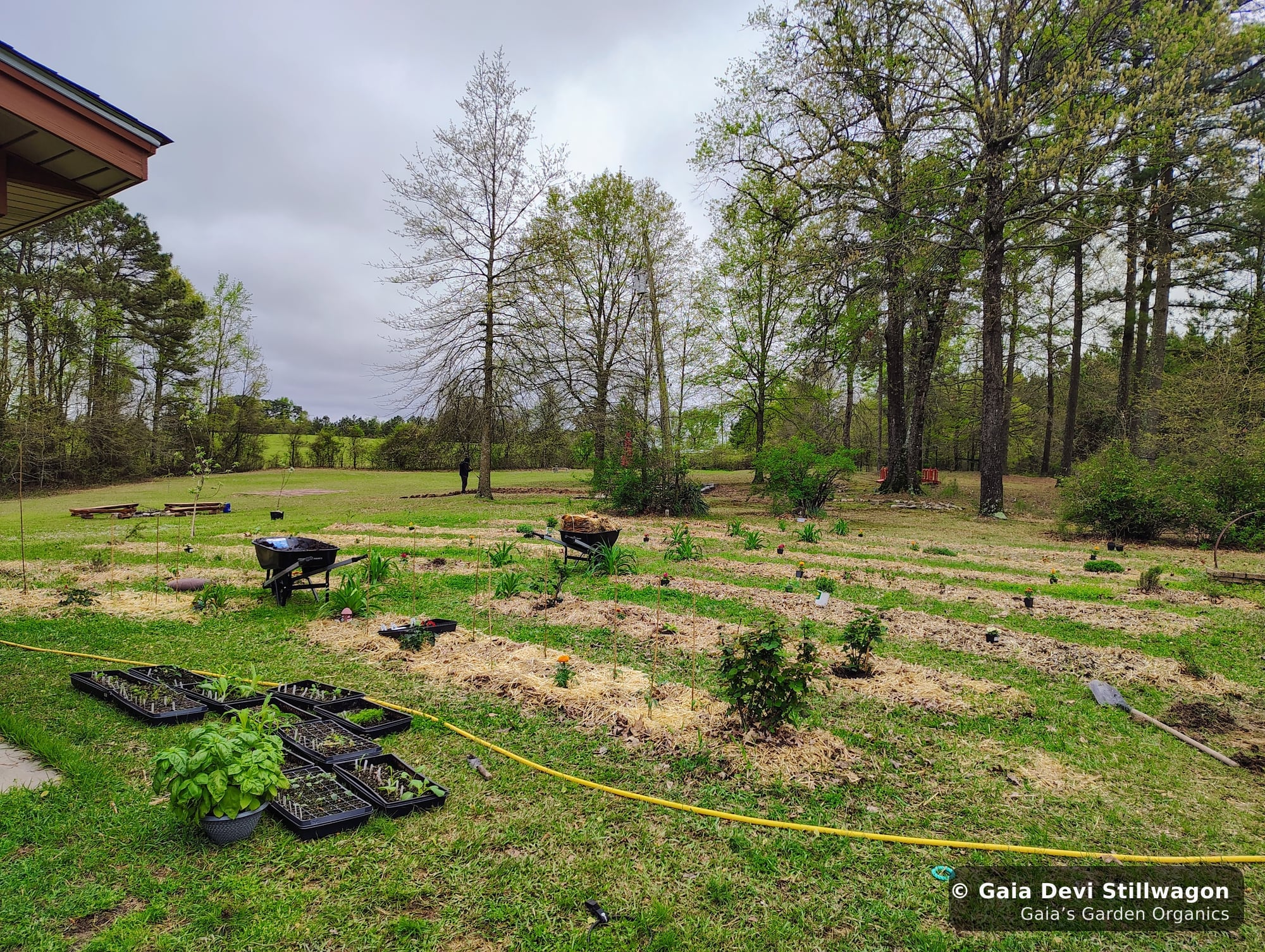 The medicinal herb garden at Gaia's Garden Organics, Umpire, Arkansas · Gaia Devi, clinical herbalist