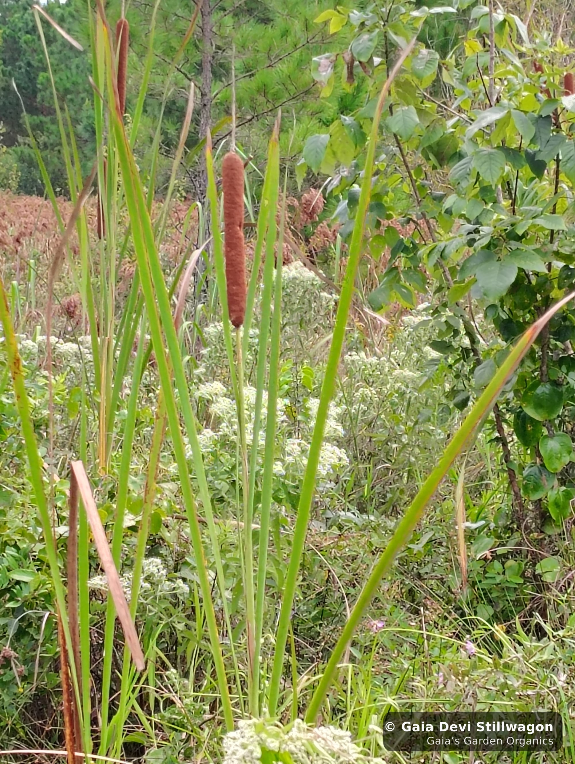The medicinal herb garden at Gaia's Garden Organics, Umpire, Arkansas · Gaia Devi, clinical herbalist