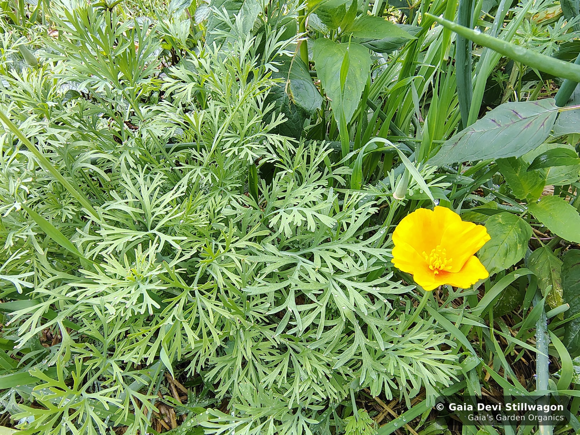 A single California poppy flower in bright orange with its lacy gray-green foliage at Gaia's Garden in Umpire, Arkansas