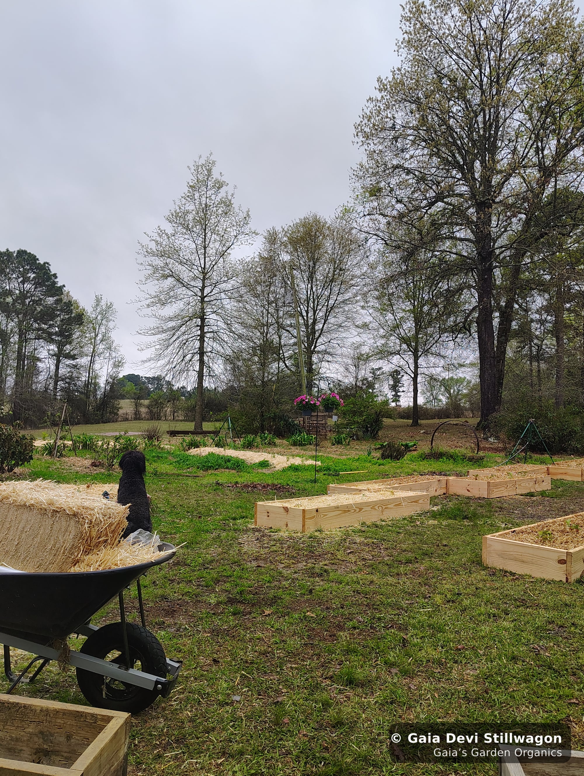 The medicinal herb garden at Gaia's Garden Organics, Umpire, Arkansas · Gaia Devi, clinical herbalist