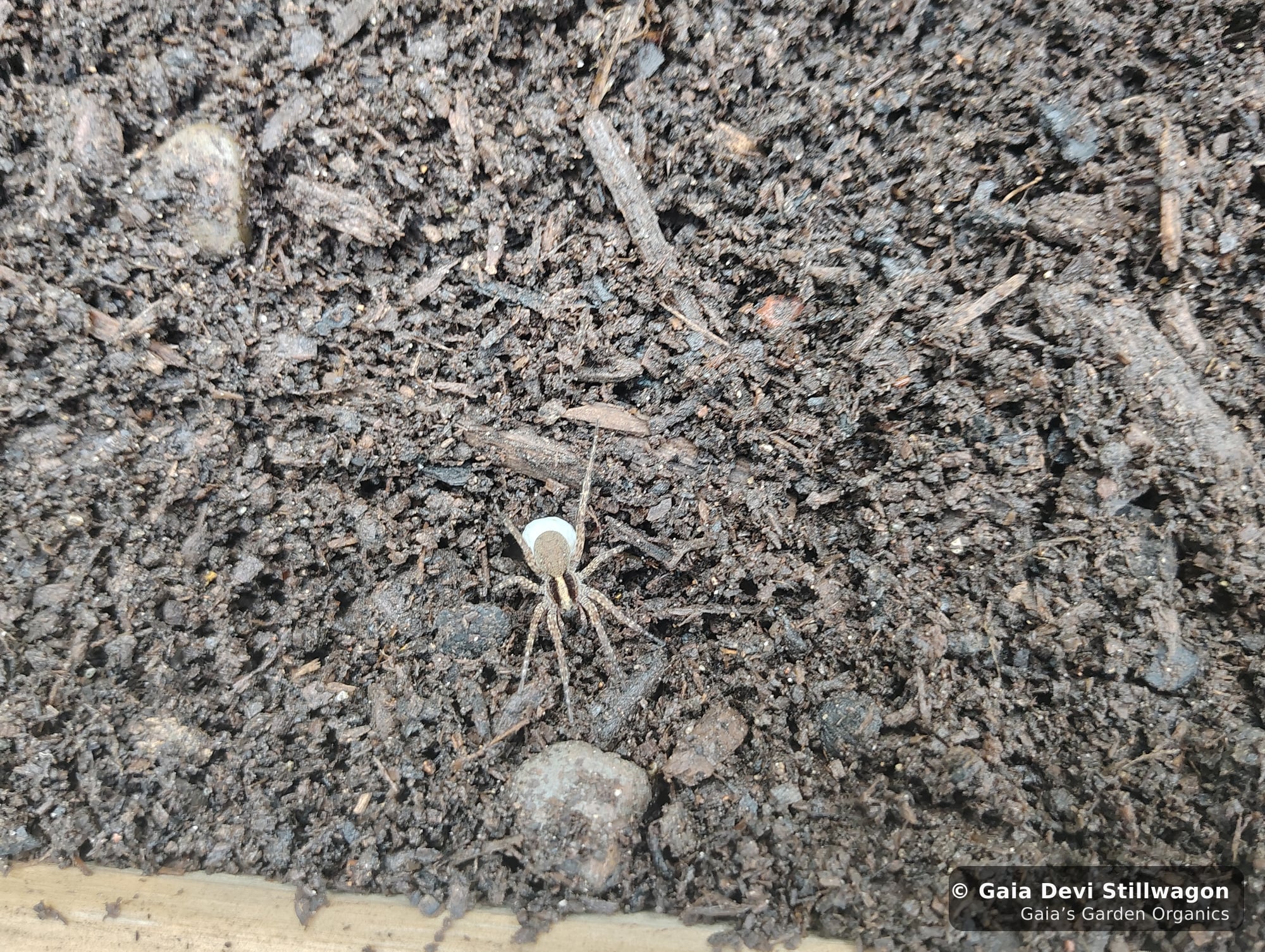 The medicinal herb garden at Gaia's Garden Organics, Umpire, Arkansas · Gaia Devi, clinical herbalist