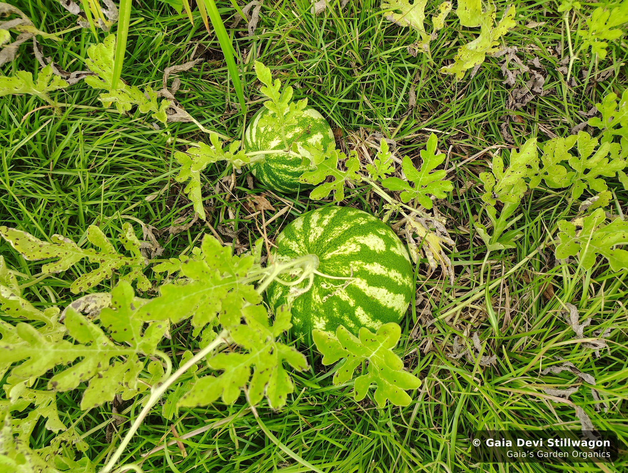 The medicinal herb garden at Gaia's Garden Organics, Umpire, Arkansas · Gaia Devi, clinical herbalist