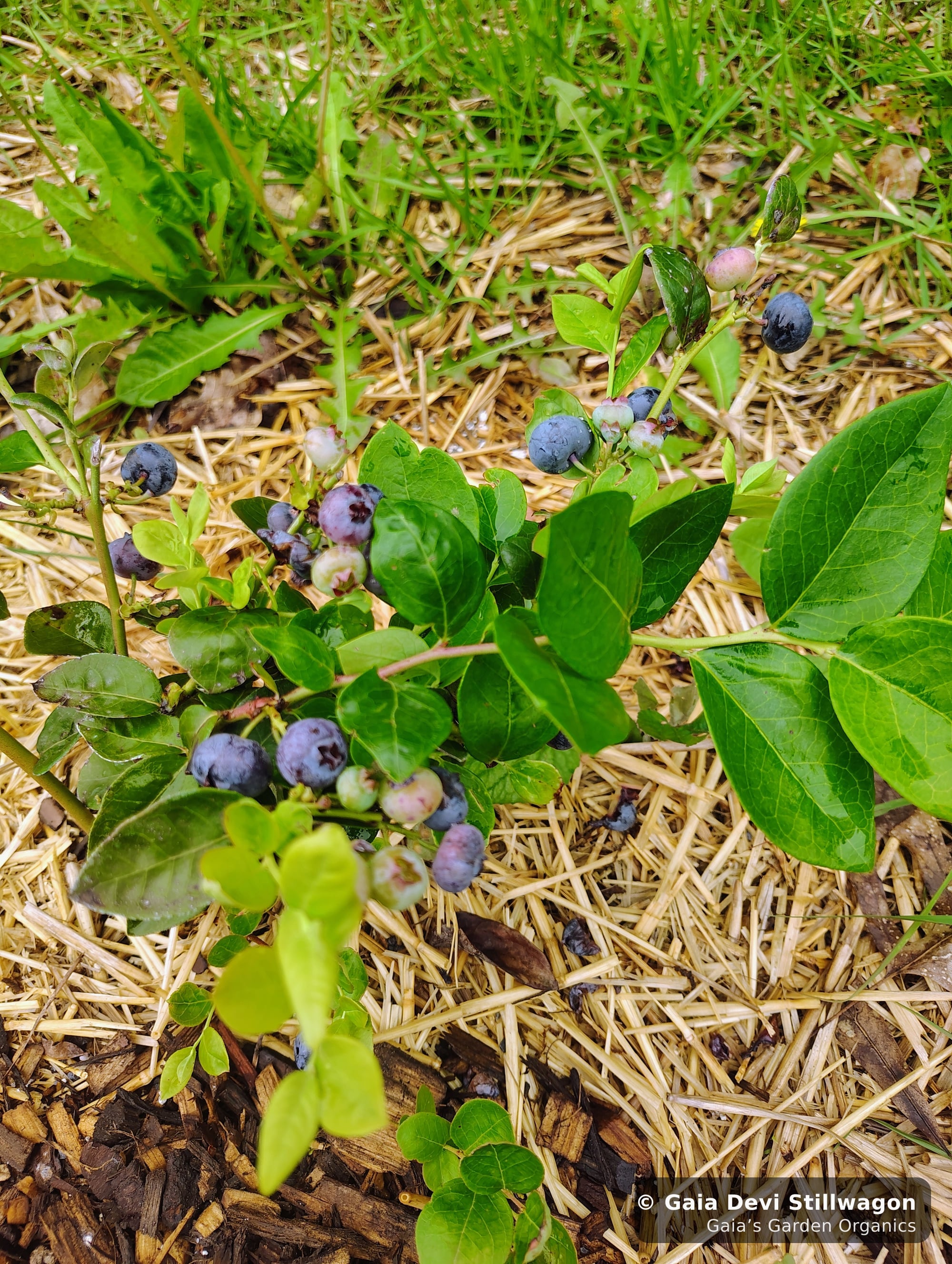 The medicinal herb garden at Gaia's Garden Organics, Umpire, Arkansas · Gaia Devi, clinical herbalist