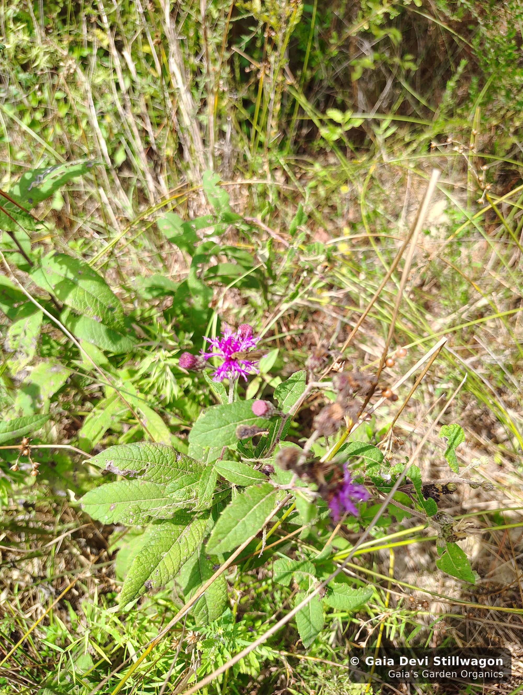 The medicinal herb garden at Gaia's Garden Organics, Umpire, Arkansas · Gaia Devi, clinical herbalist