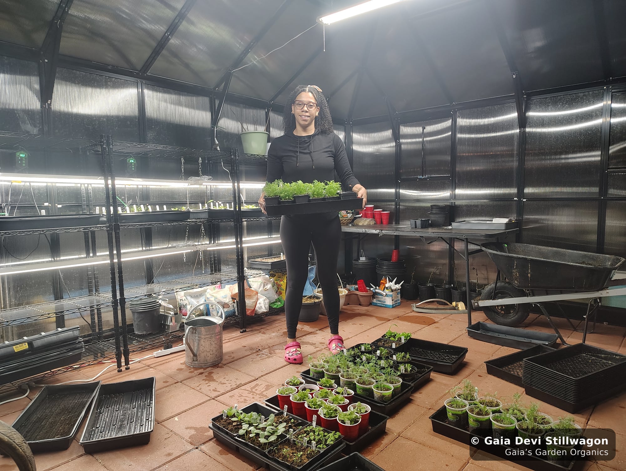 The medicinal herb garden at Gaia's Garden Organics, Umpire, Arkansas · Gaia Devi, clinical herbalist