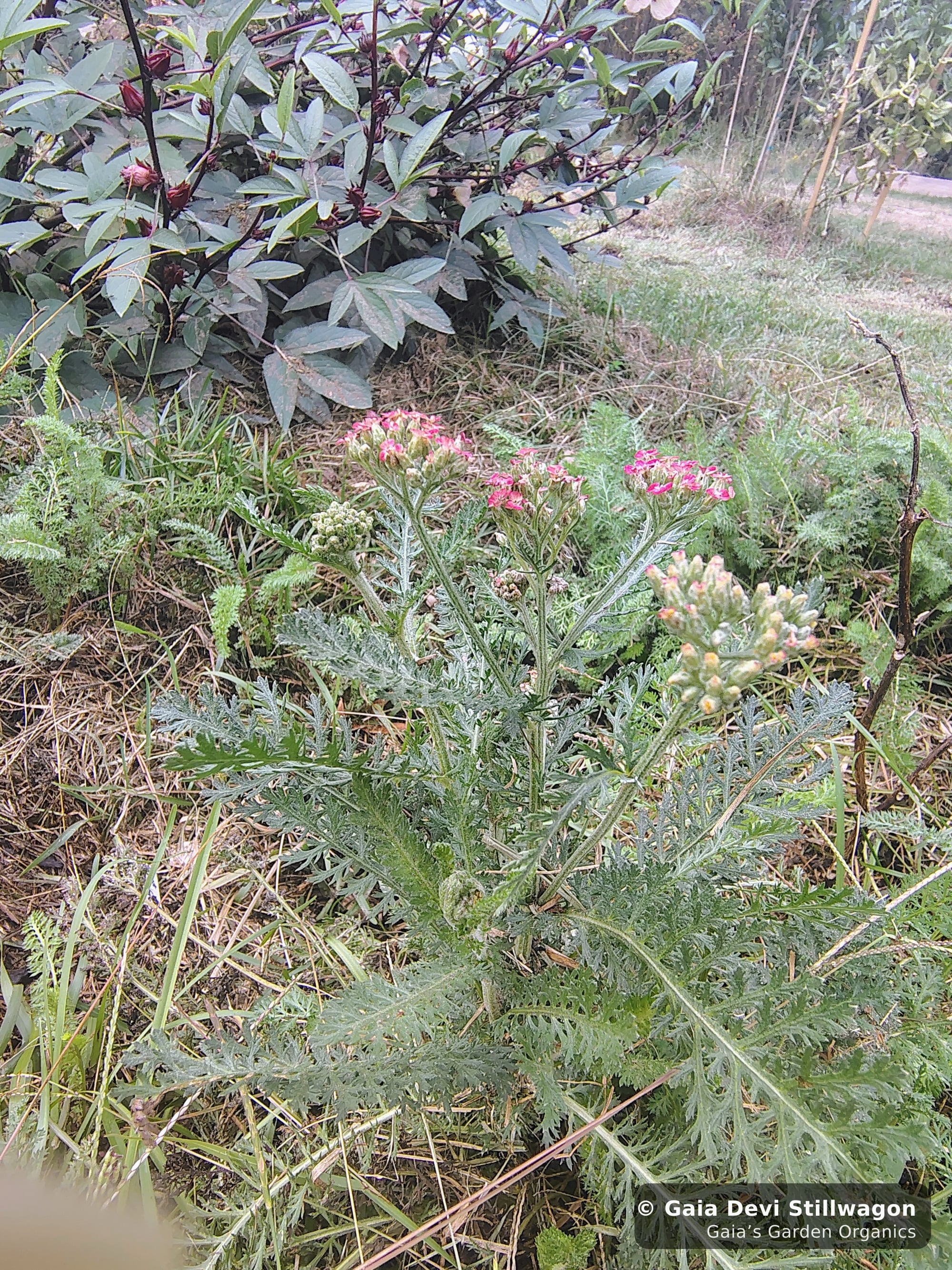 The medicinal herb garden at Gaia's Garden Organics, Umpire, Arkansas · Gaia Devi, clinical herbalist