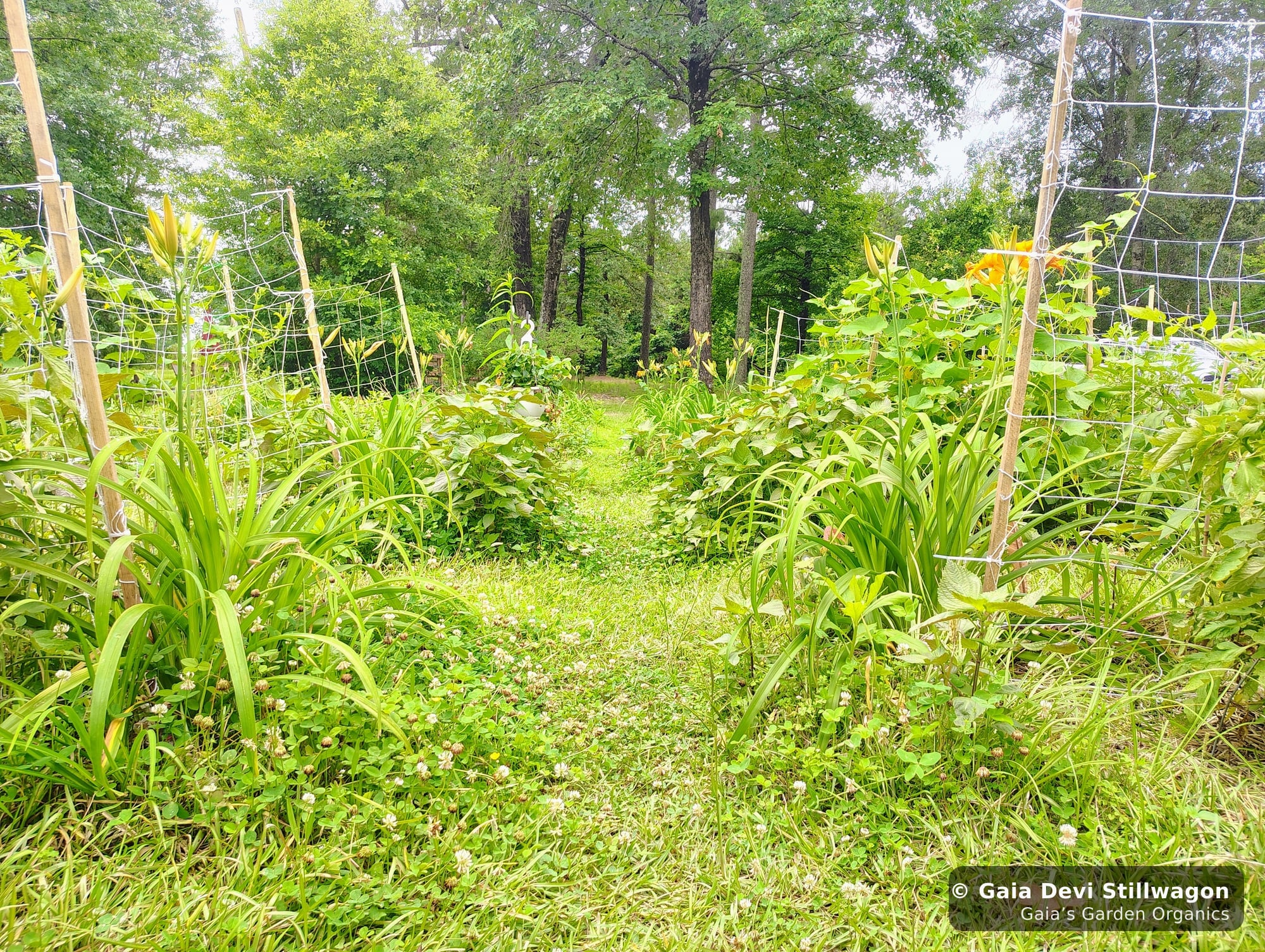 The medicinal herb garden at Gaia's Garden Organics, Umpire, Arkansas · Gaia Devi, clinical herbalist