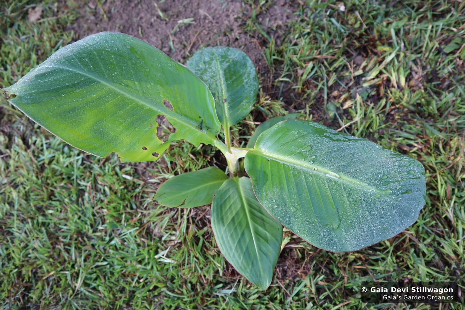 The medicinal herb garden at Gaia's Garden Organics, Umpire, Arkansas · Gaia Devi, clinical herbalist