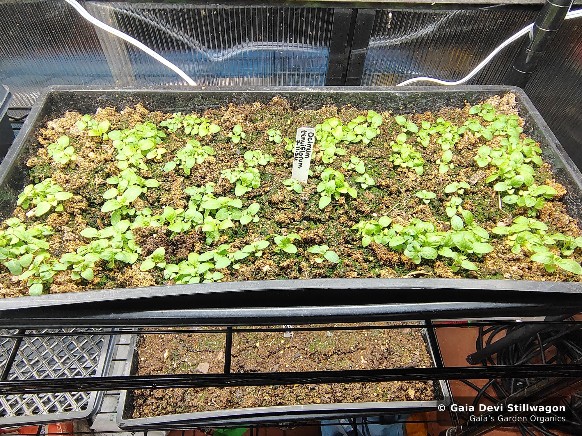 The medicinal herb garden at Gaia's Garden Organics, Umpire, Arkansas · Gaia Devi, clinical herbalist