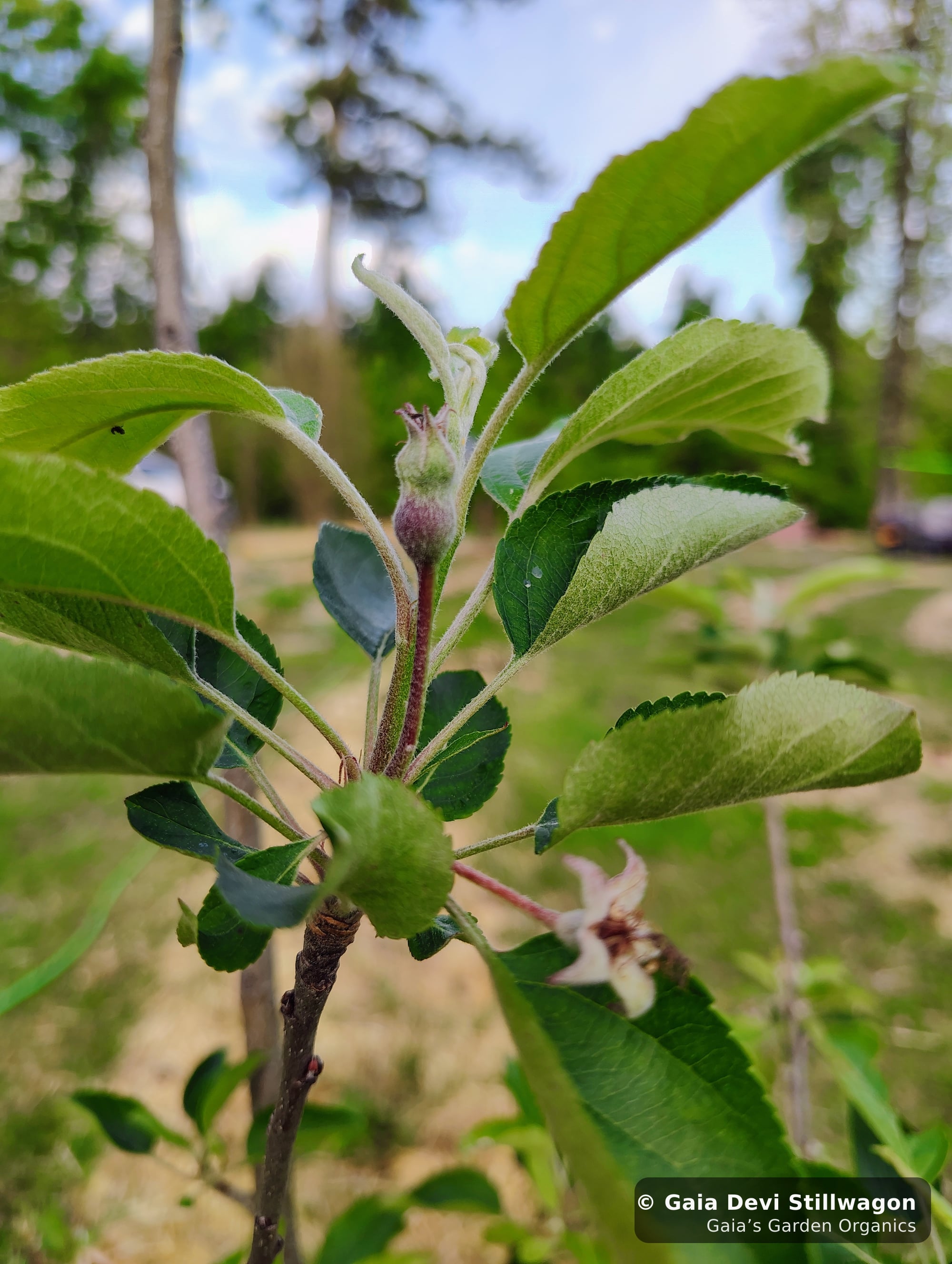 The medicinal herb garden at Gaia's Garden Organics, Umpire, Arkansas · Gaia Devi, clinical herbalist