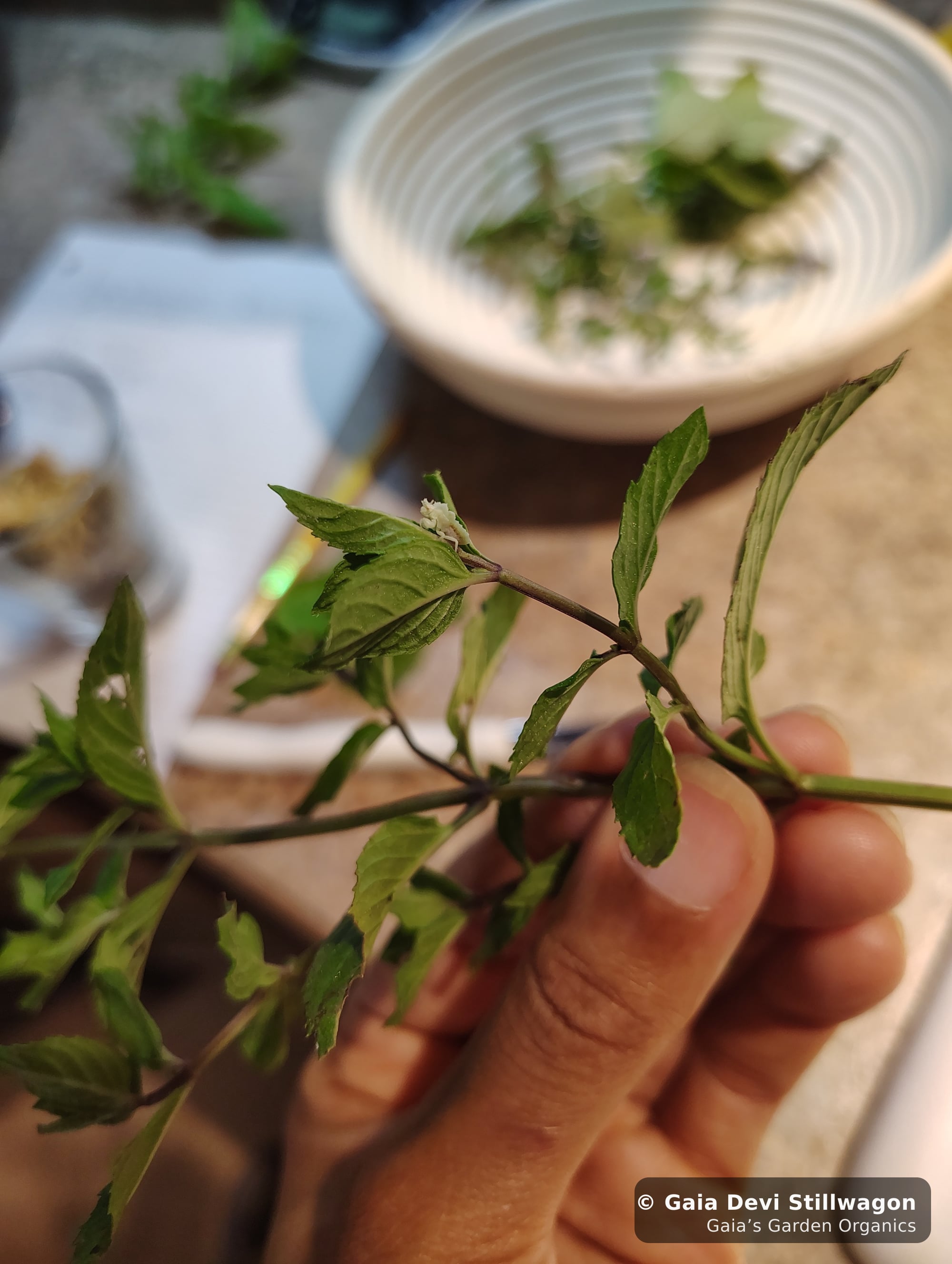 The medicinal herb garden at Gaia's Garden Organics, Umpire, Arkansas · Gaia Devi, clinical herbalist