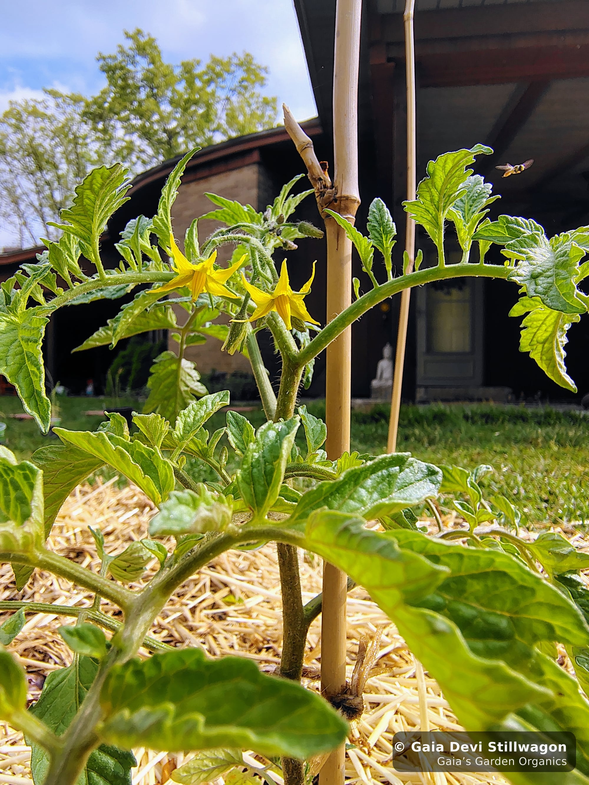 The medicinal herb garden at Gaia's Garden Organics, Umpire, Arkansas · Gaia Devi, clinical herbalist