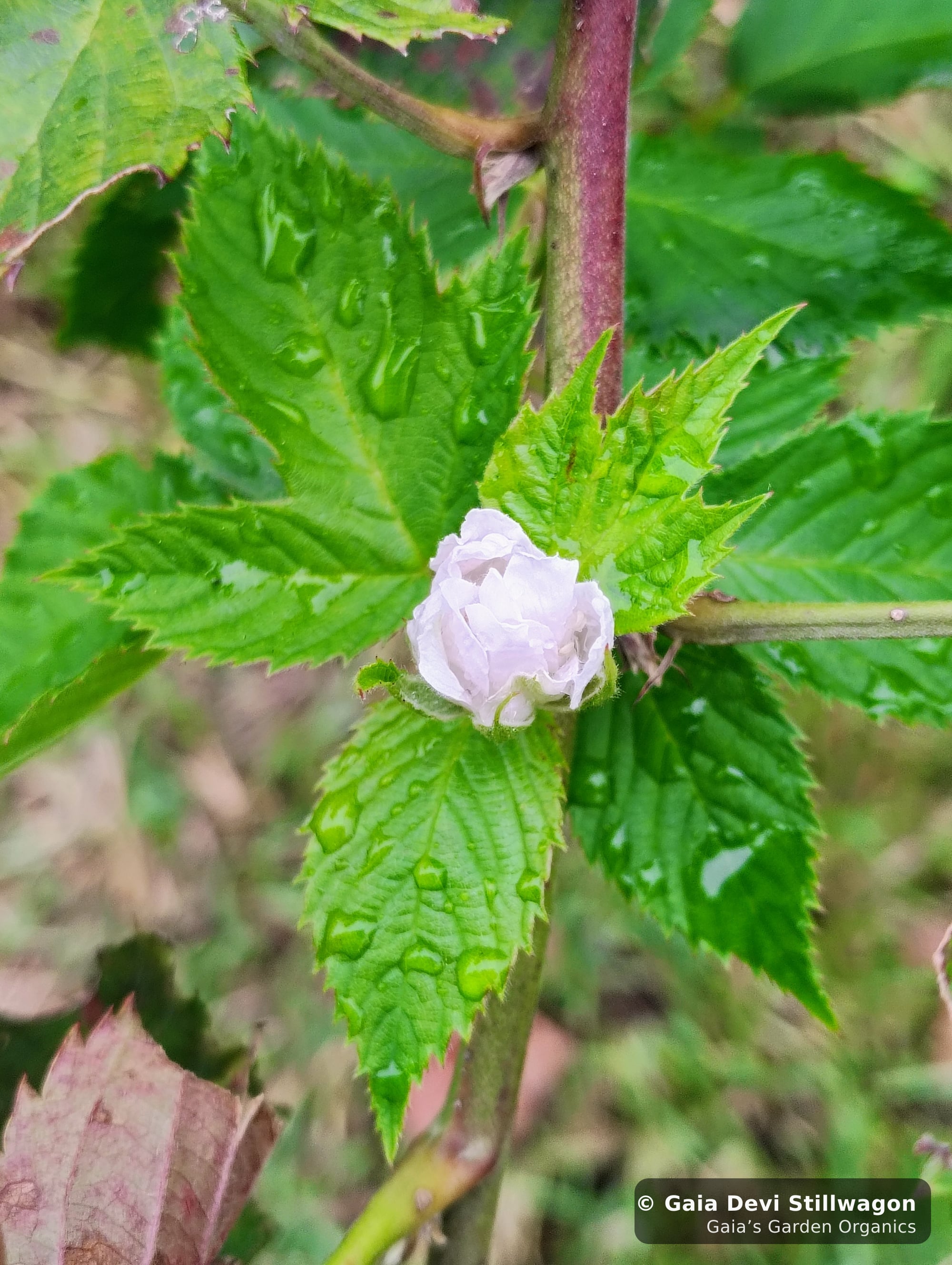The medicinal herb garden at Gaia's Garden Organics, Umpire, Arkansas · Gaia Devi, clinical herbalist