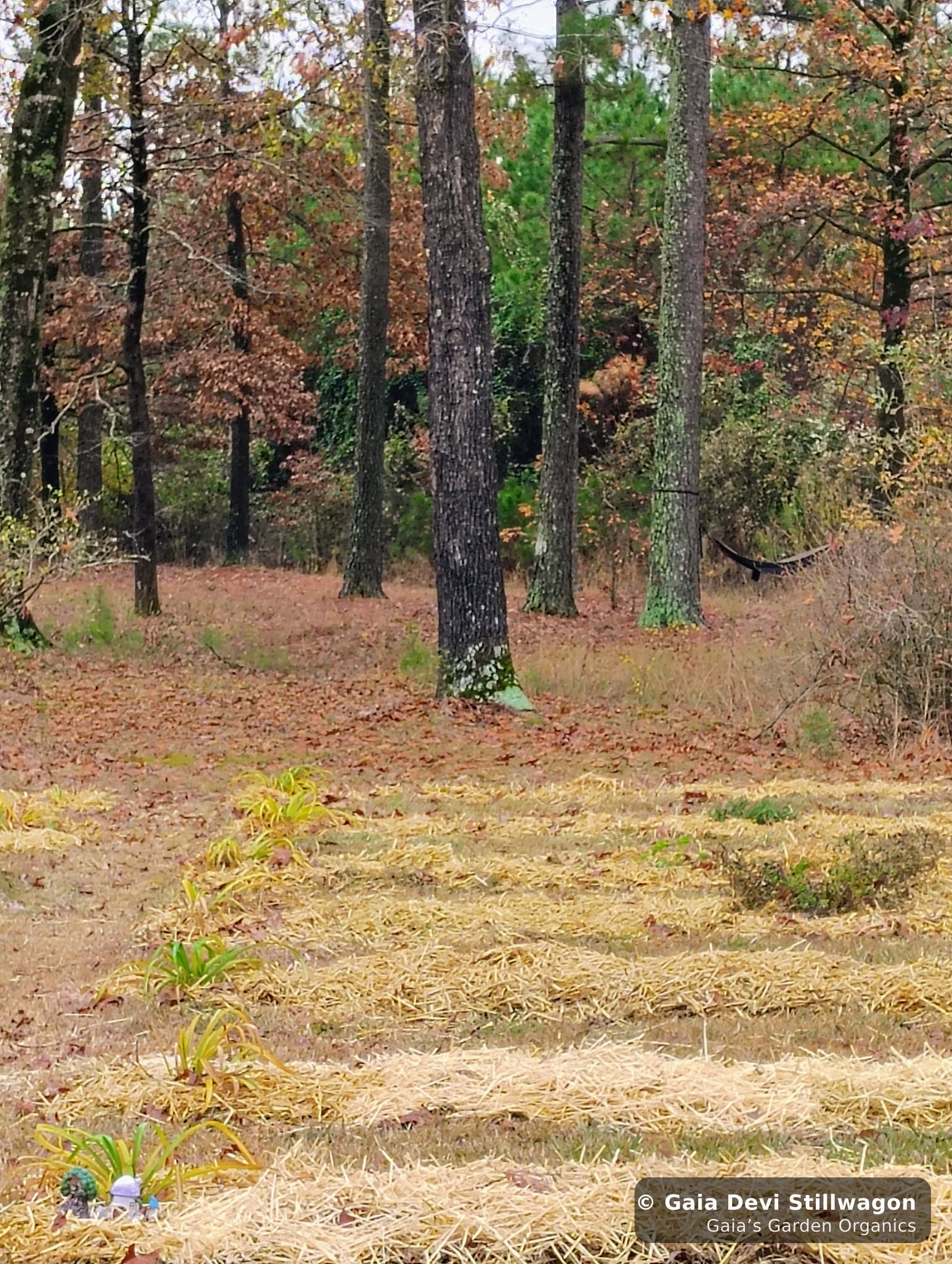 The medicinal herb garden at Gaia's Garden Organics, Umpire, Arkansas · Gaia Devi, clinical herbalist