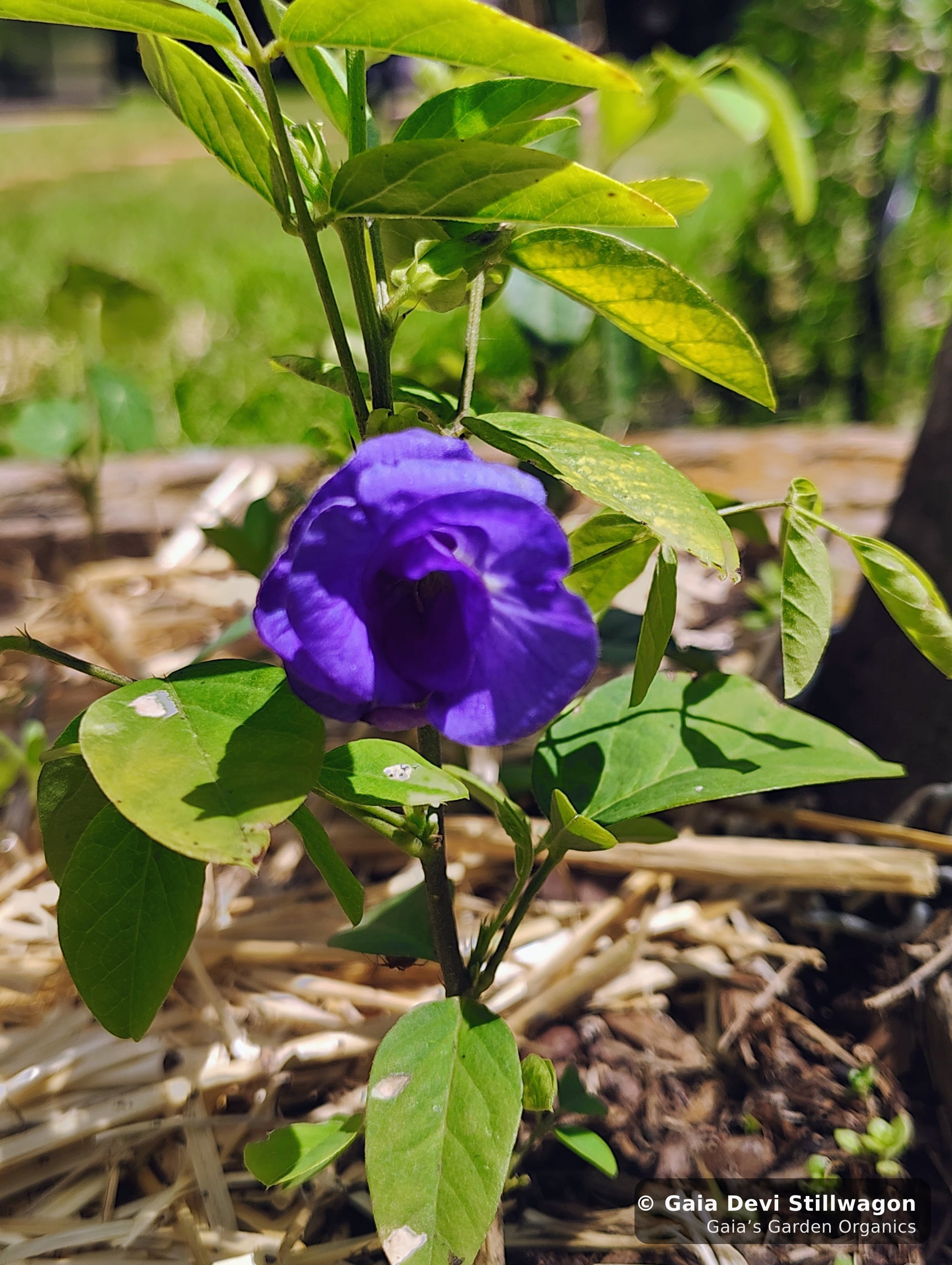 The medicinal herb garden at Gaia's Garden Organics, Umpire, Arkansas · Gaia Devi, clinical herbalist