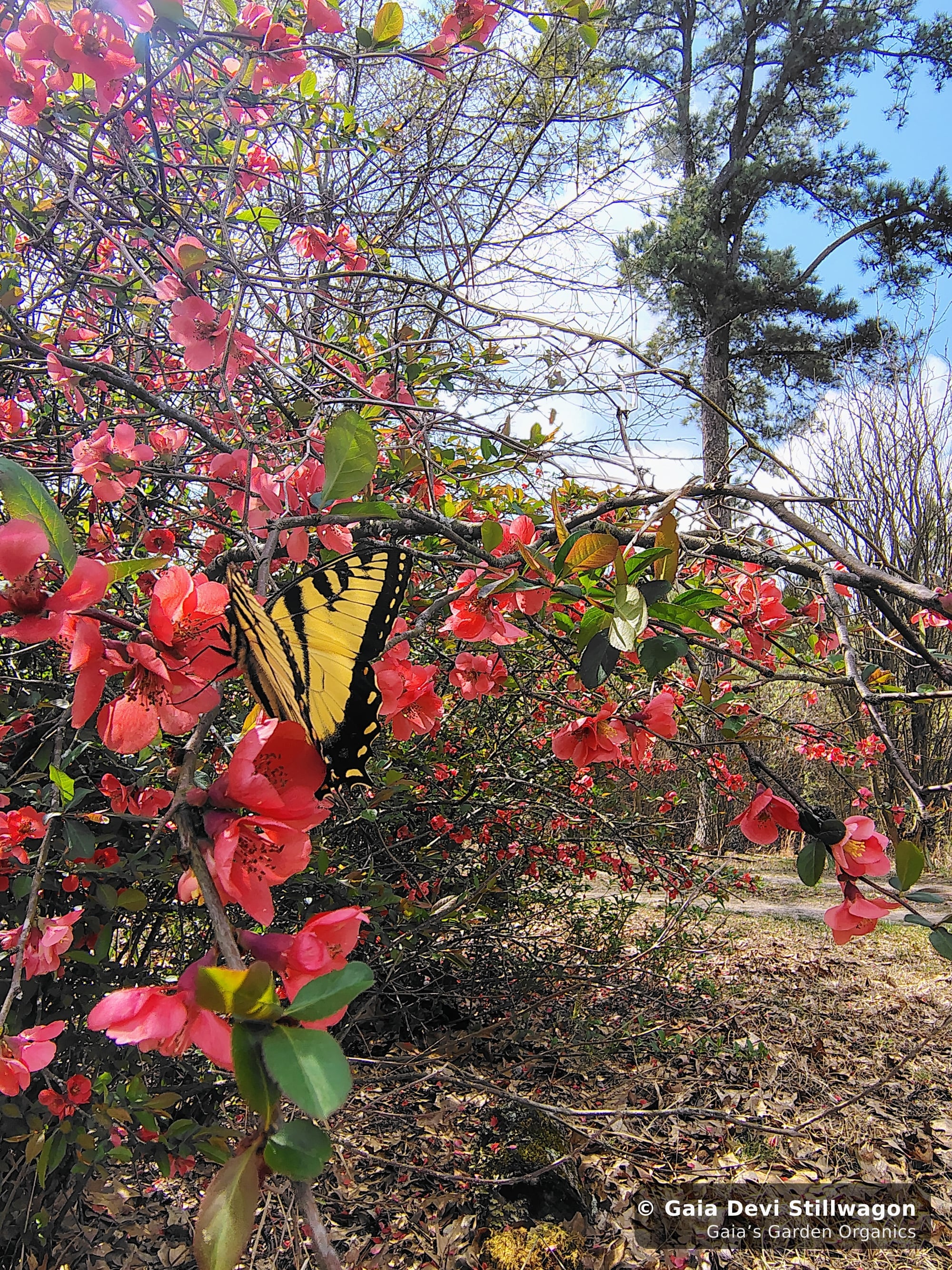 The medicinal herb garden at Gaia's Garden Organics, Umpire, Arkansas · Gaia Devi, clinical herbalist