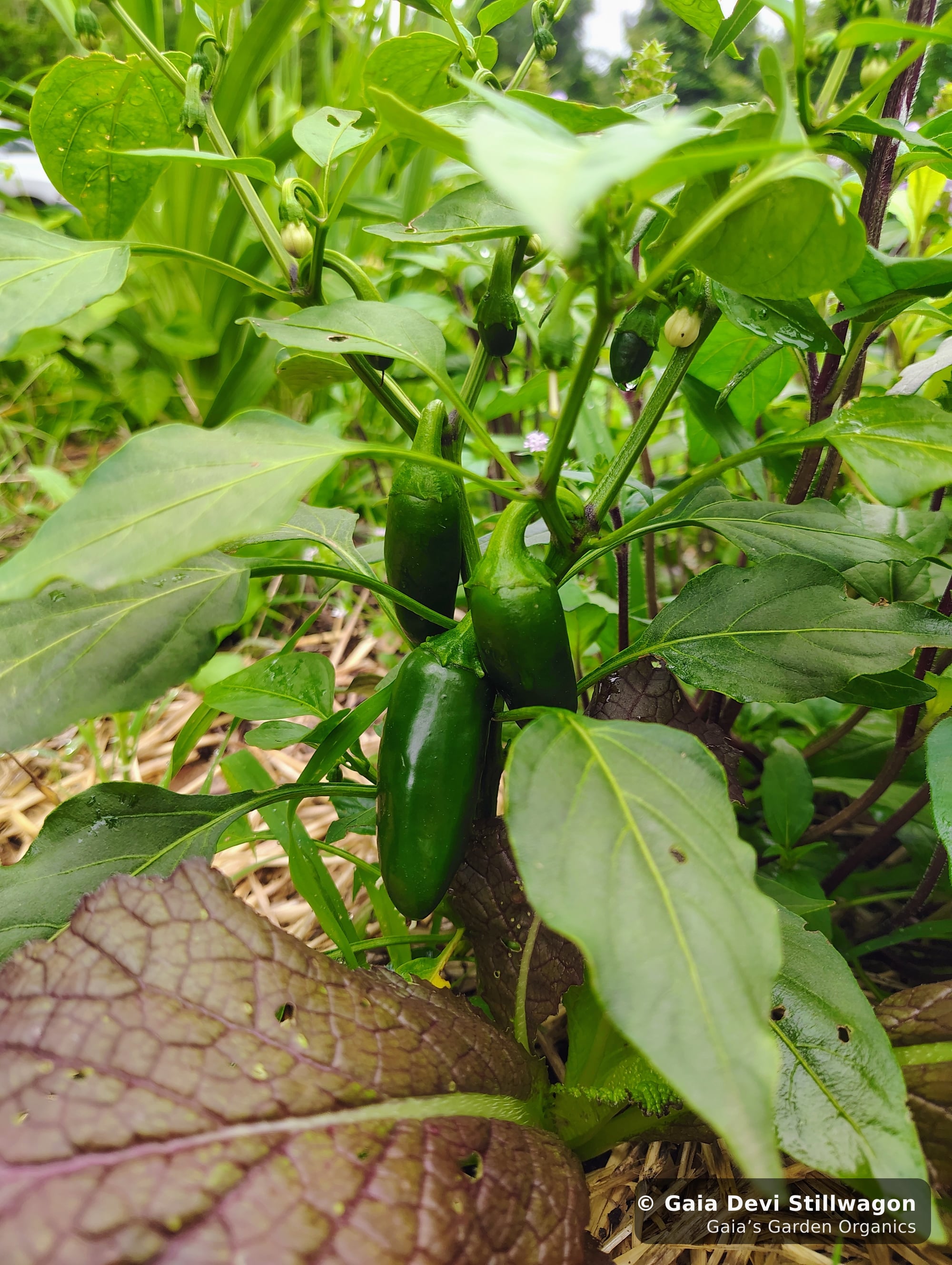 The medicinal herb garden at Gaia's Garden Organics, Umpire, Arkansas · Gaia Devi, clinical herbalist
