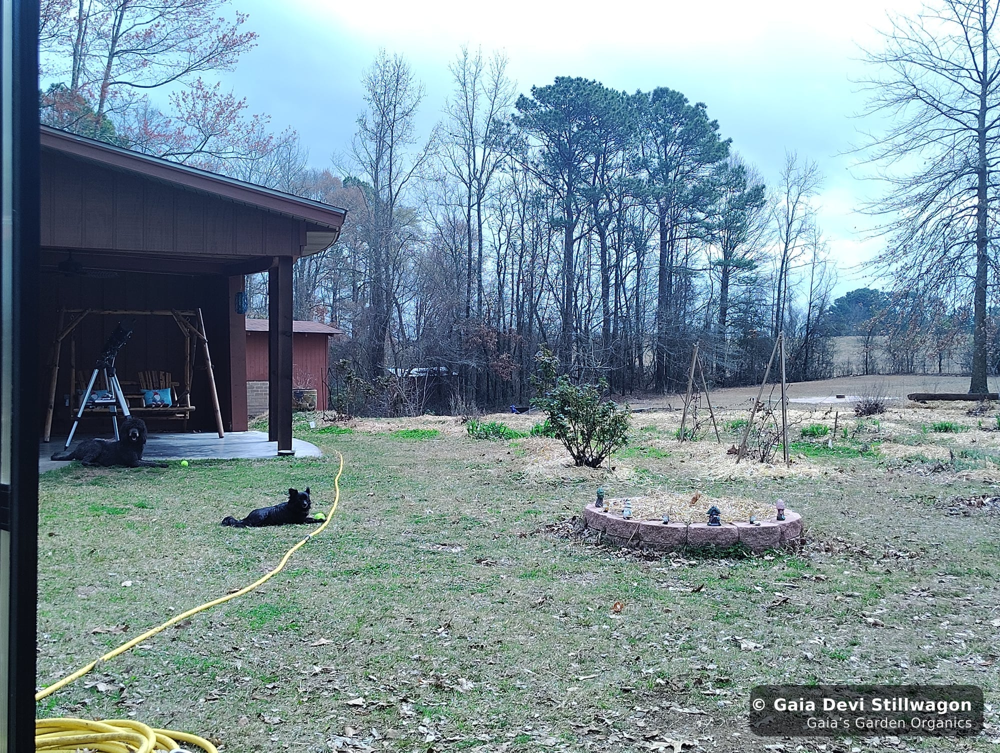 The medicinal herb garden at Gaia's Garden Organics, Umpire, Arkansas · Gaia Devi, clinical herbalist