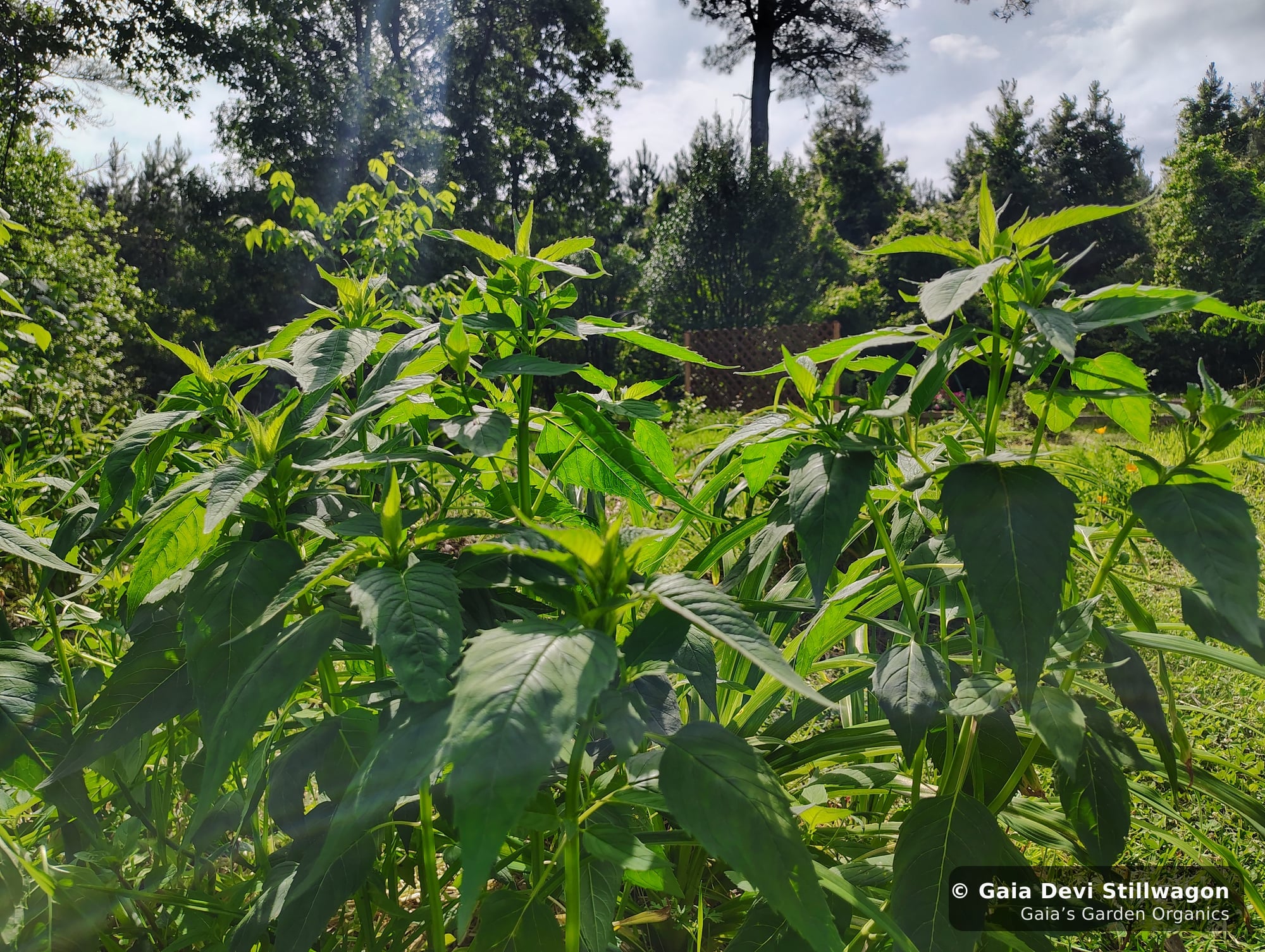 The medicinal herb garden at Gaia's Garden Organics, Umpire, Arkansas · Gaia Devi, clinical herbalist