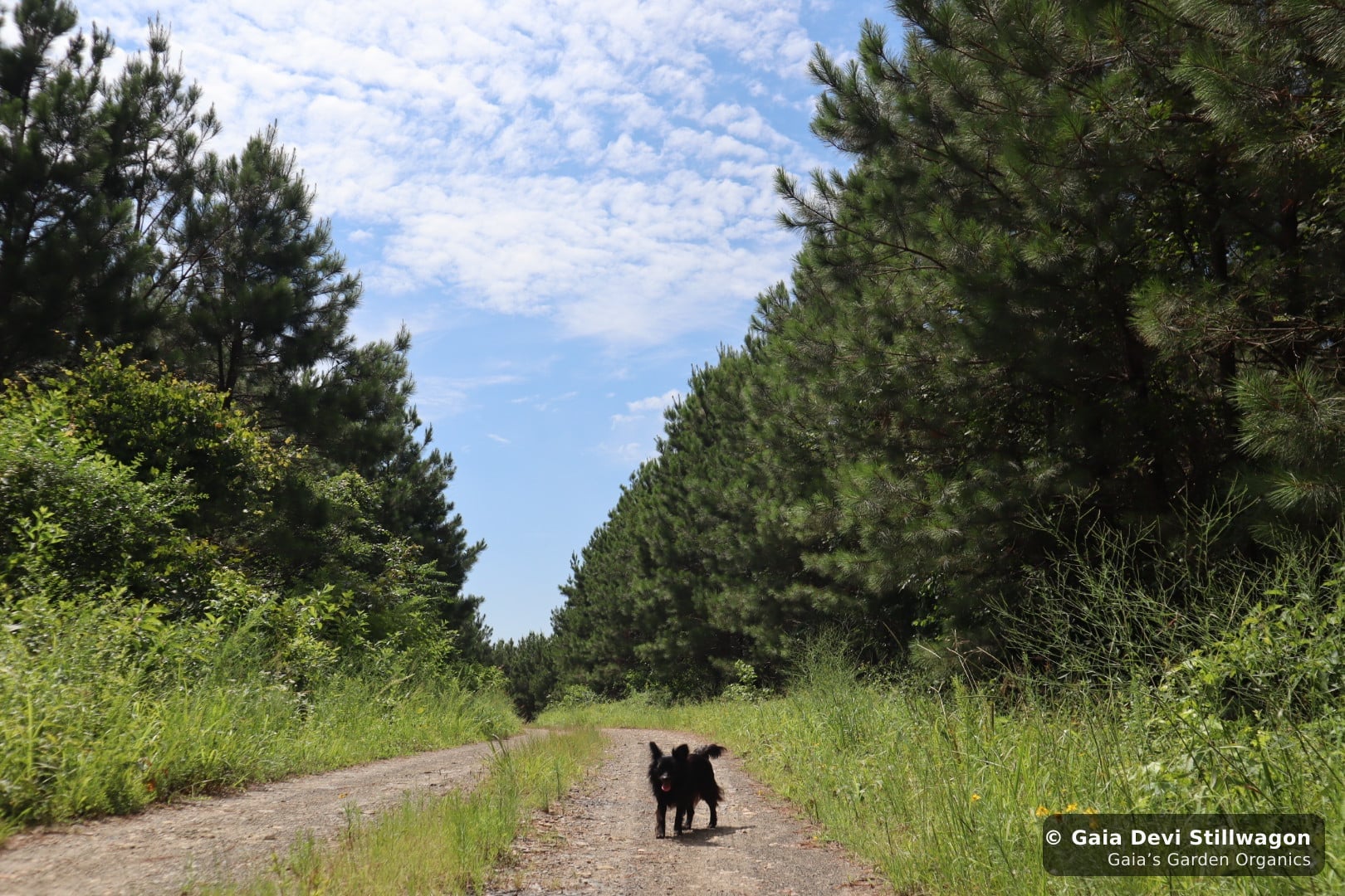 Onyx, our applehead Chihuahua, walks the entry road at Gaia's Garden between rows of pine, a 5-pound dog whose dosage bottle of flower essence lasts close to three months at standard dose