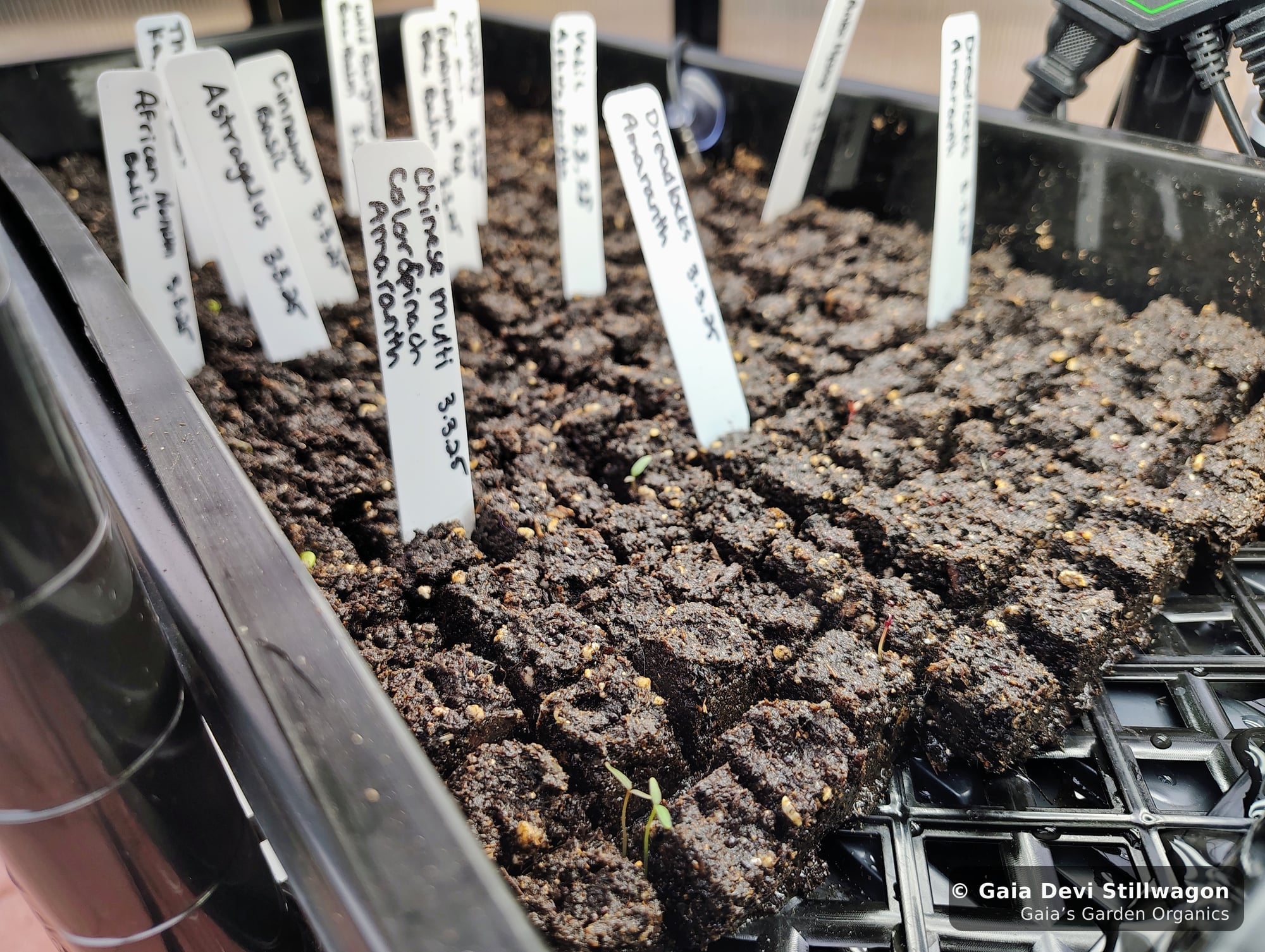 The medicinal herb garden at Gaia's Garden Organics, Umpire, Arkansas · Gaia Devi, clinical herbalist