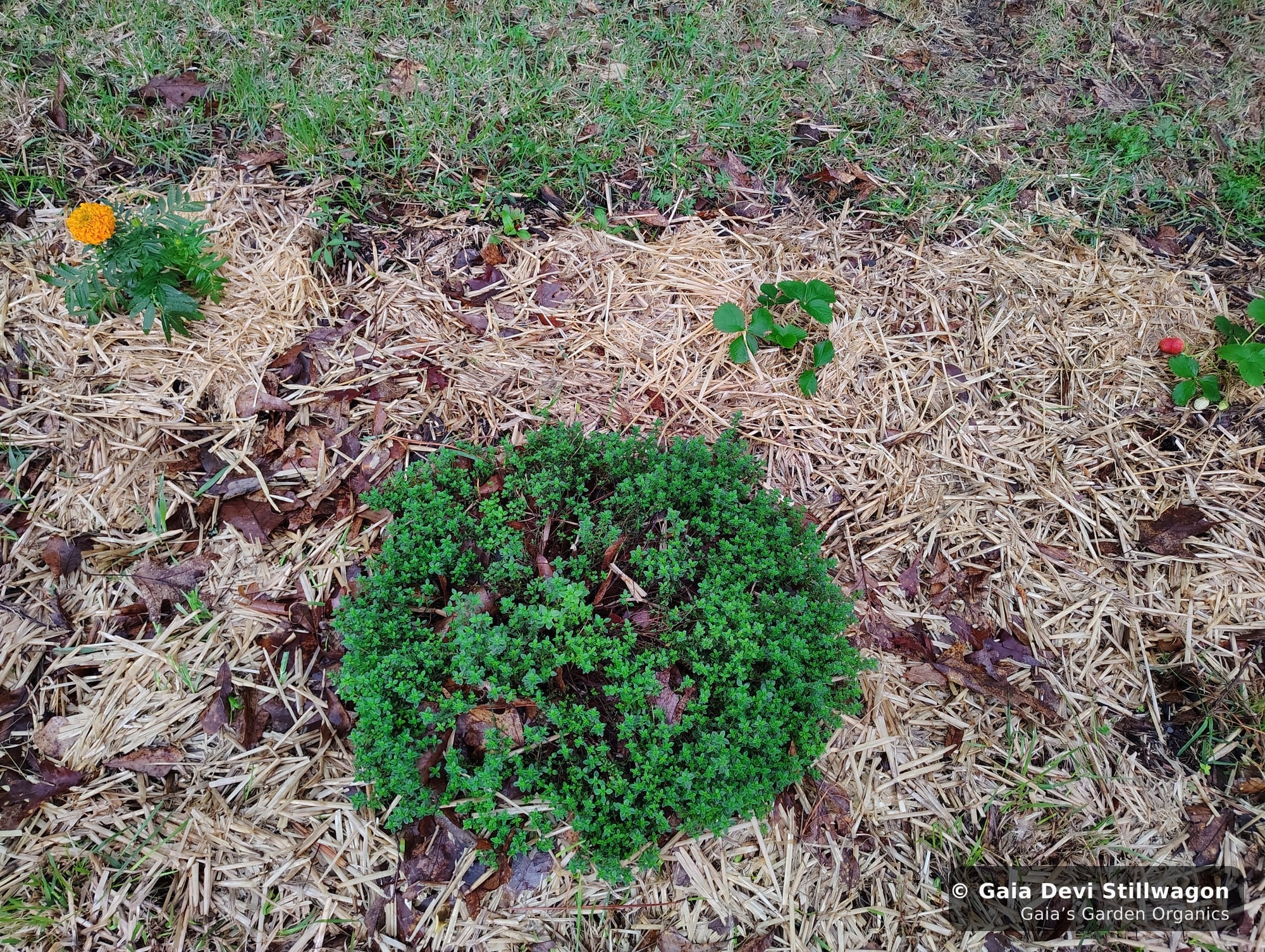 The medicinal herb garden at Gaia's Garden Organics, Umpire, Arkansas · Gaia Devi, clinical herbalist